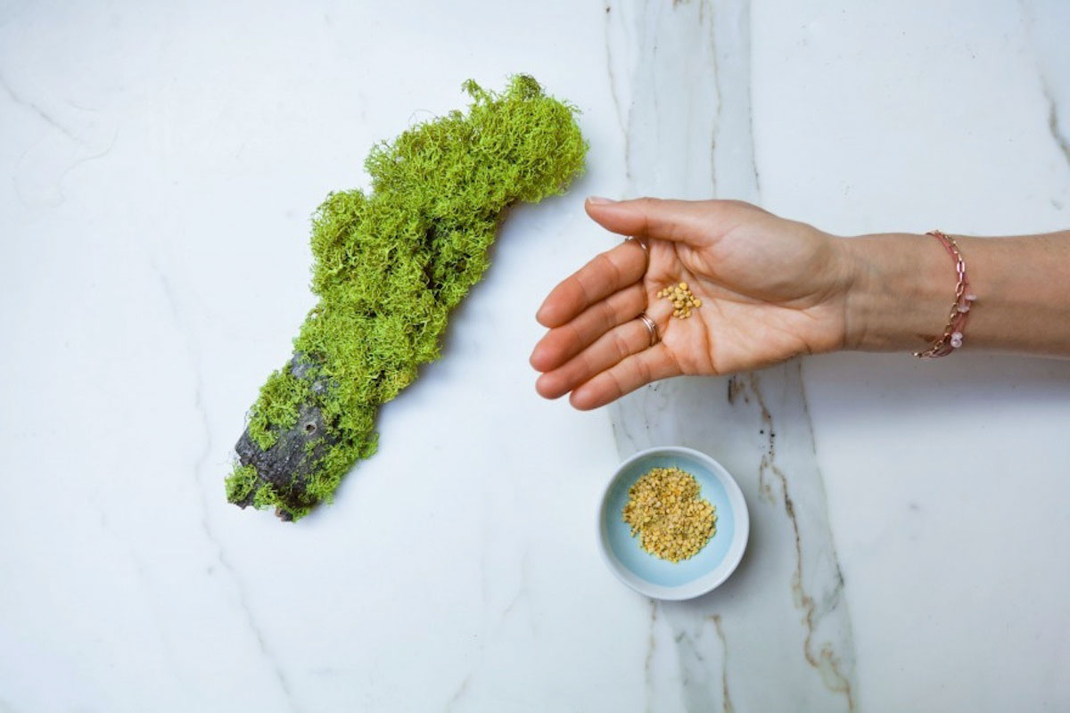 A hand holding seeds next to a bowl of moss.