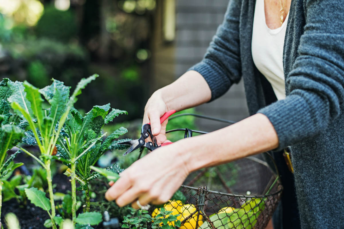 Hillary Peterson on the Healing Power of Plants 0