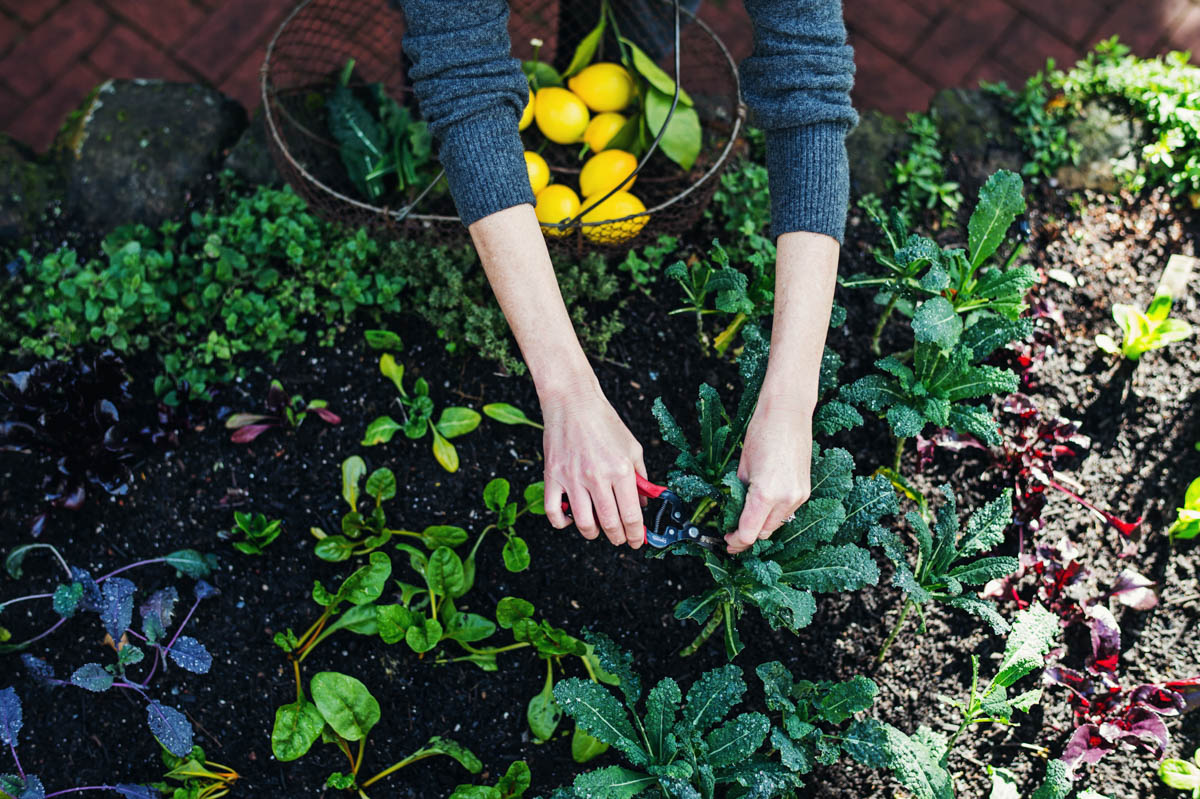 Hillary Peterson on the Healing Power of Plants