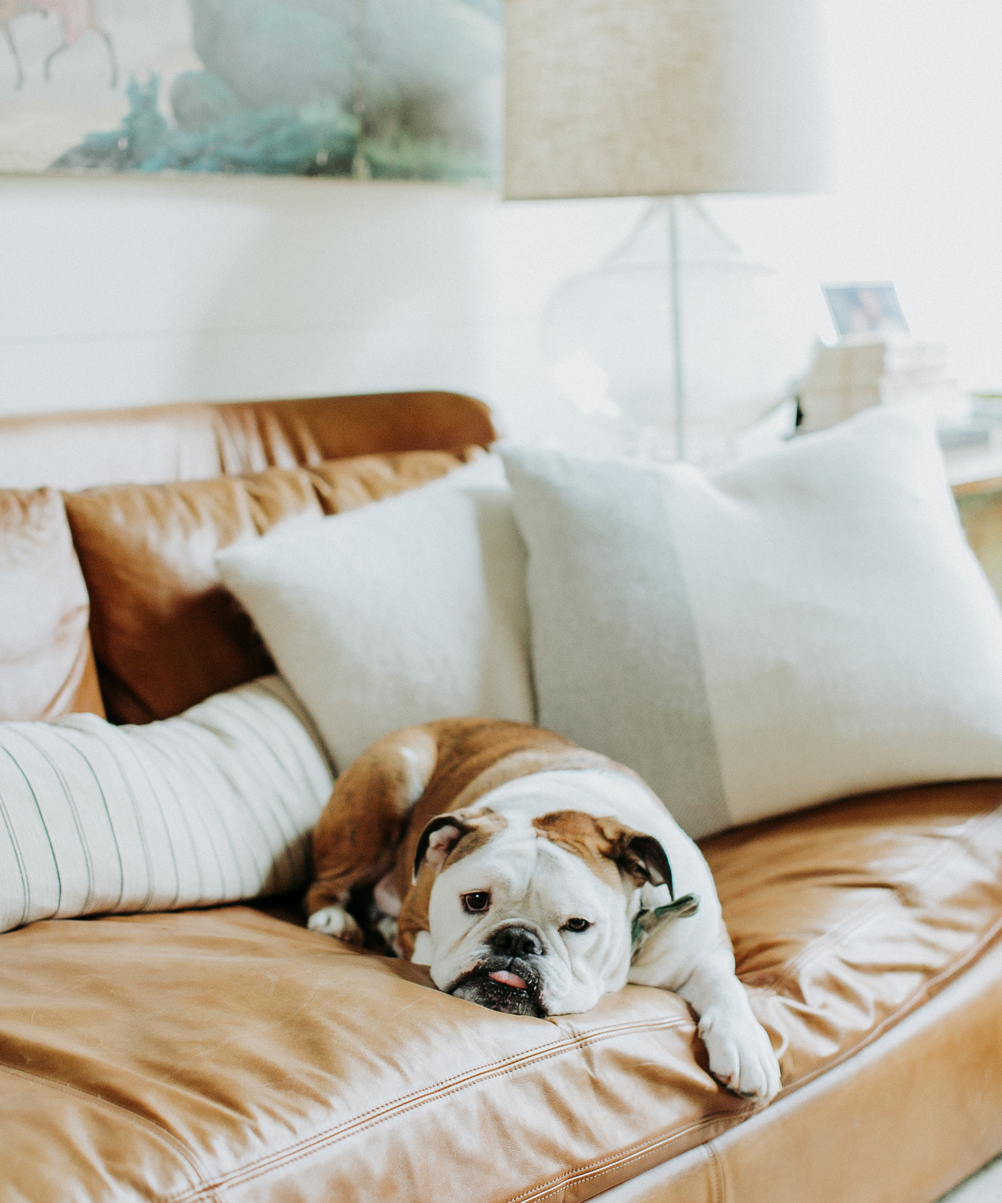 A bulldog lies on a tan leather couch, resting its head among white and striped pillows. In the softly lit, cozy background—evoking Brooklyn Decker’s effortless style—a lamp and books add warmth to the scene.