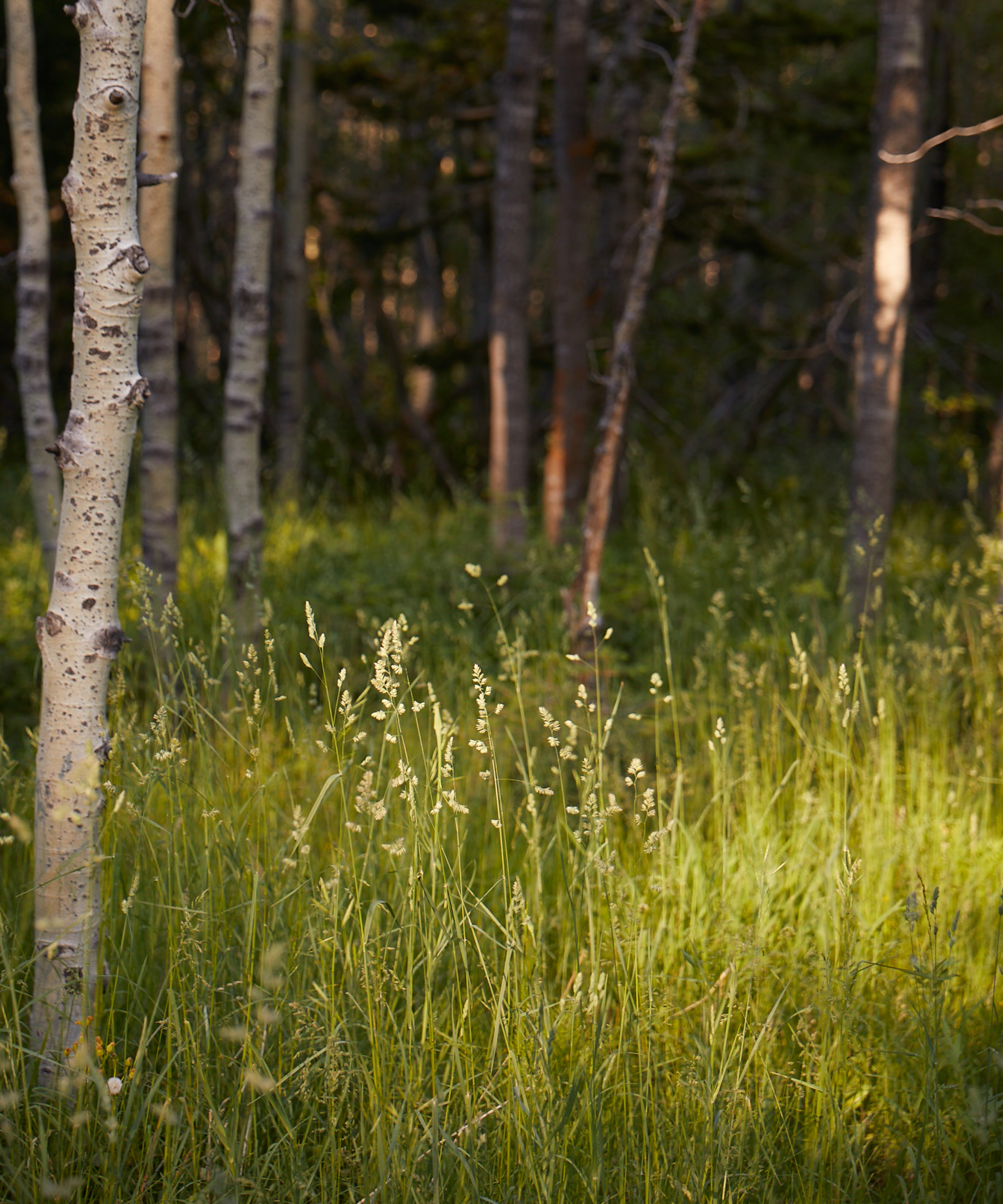 jenni-kayne-nrdc-environmental-tips5