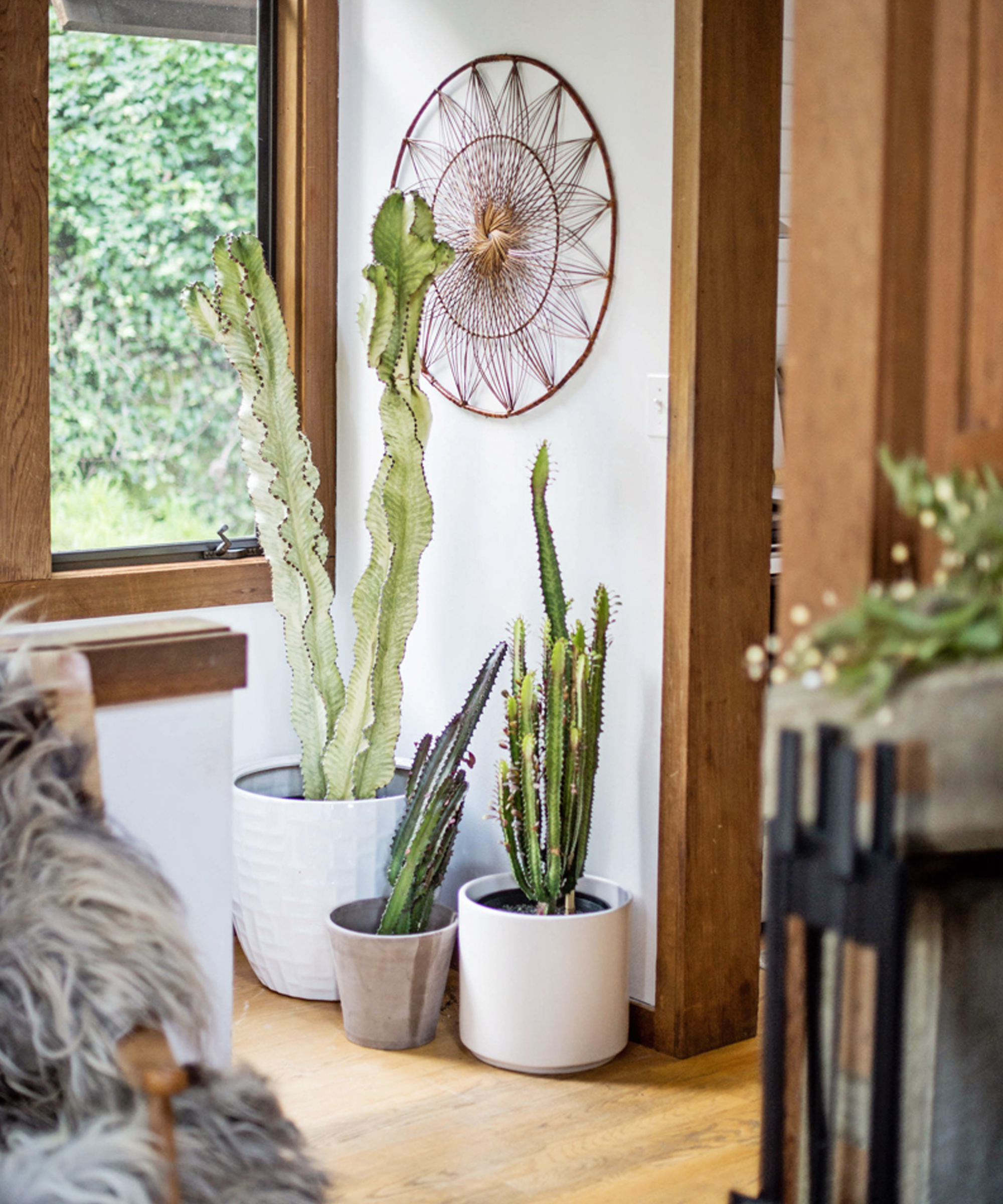 jenni-kayne-plants-you-wont-kill9