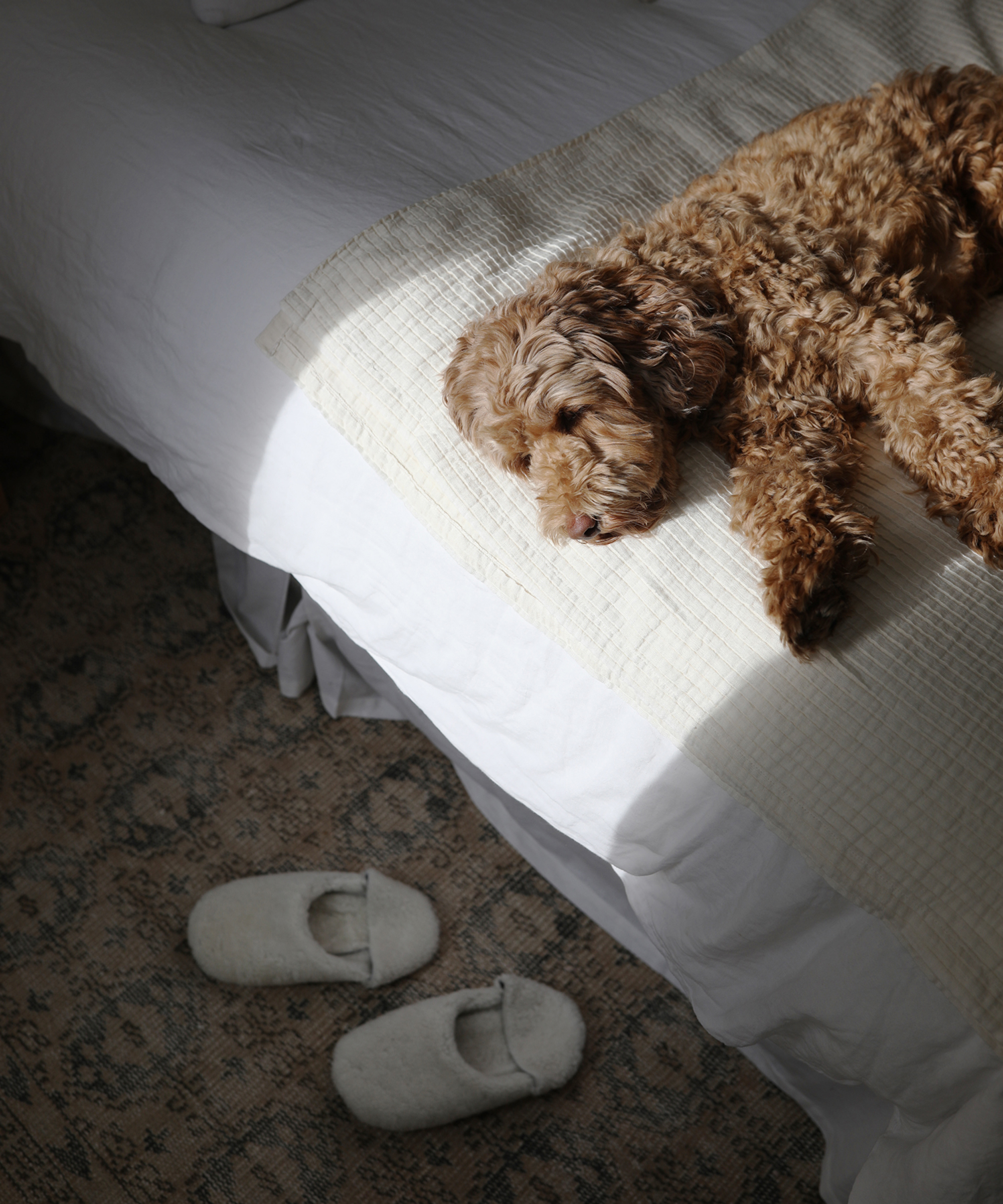 A curly-haired dog is lying on a white bed, partially in sunlight. Below the bed on a patterned rug, a pair of white slippers are placed together—capturing the cozy style often seen in Ashley Kane’s home décor.