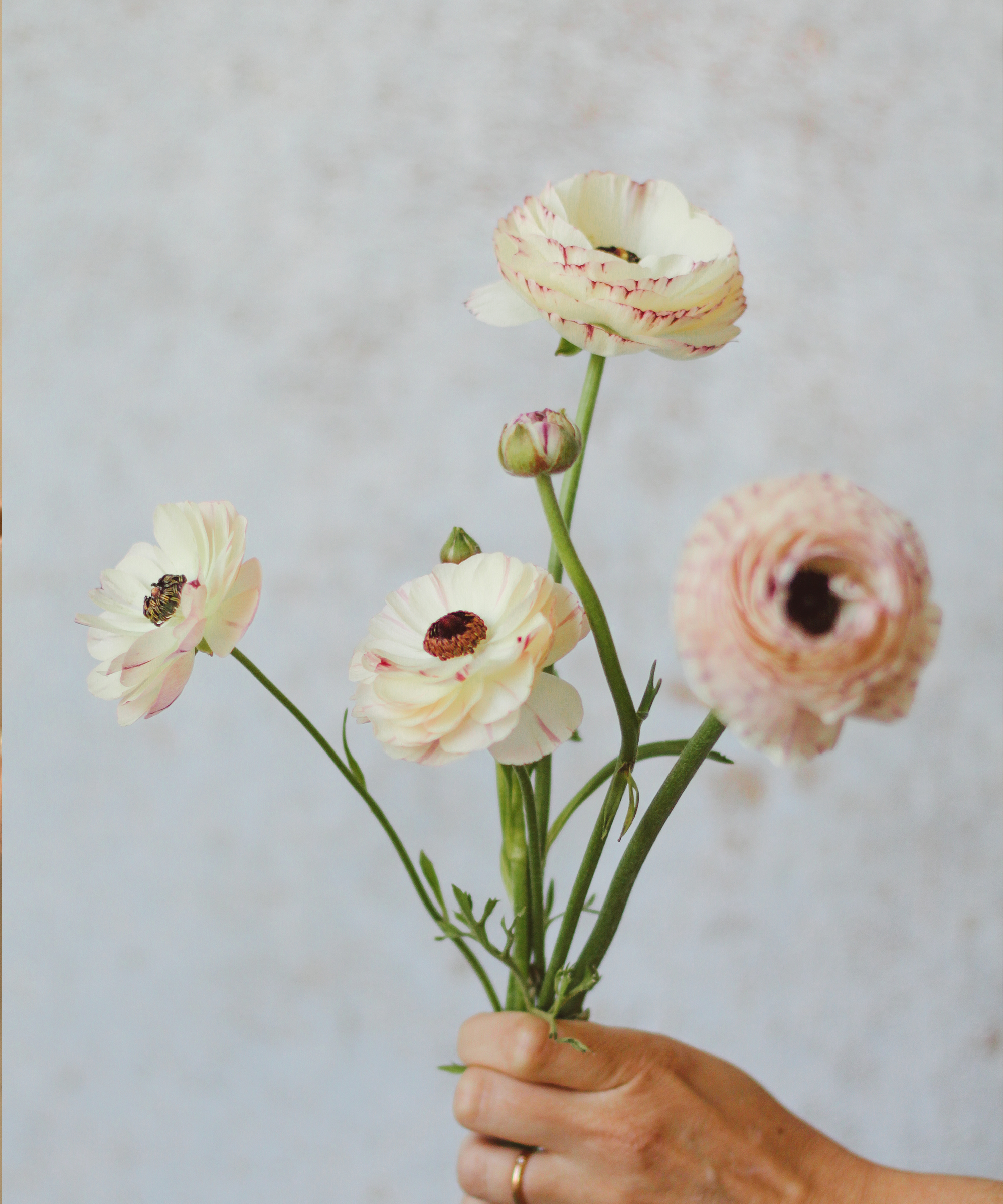 Cassie from Moon Canyon holding Ranunculus flower in their hand.