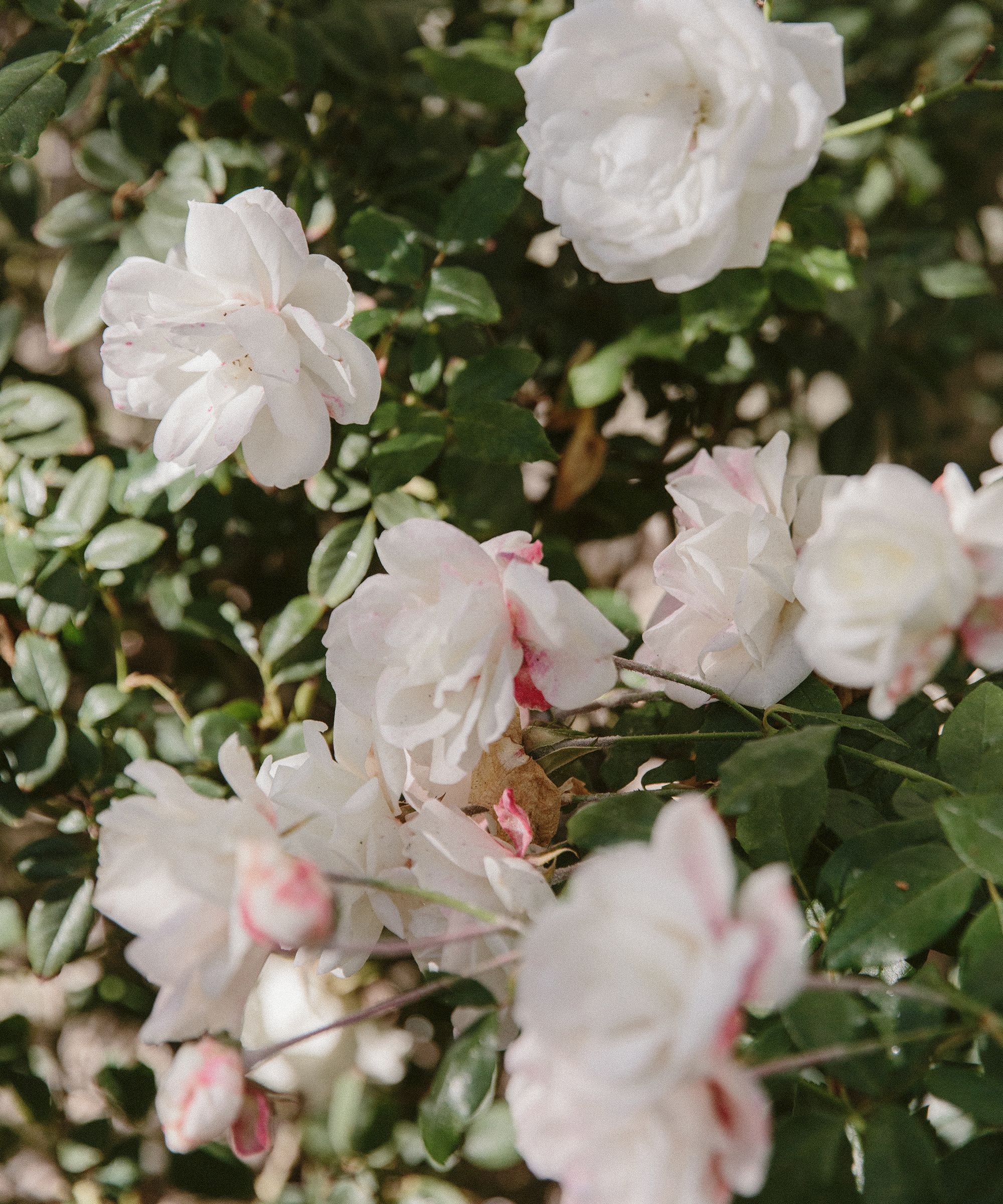 A rose bush in the backyard of someone's home glistening in the sun.