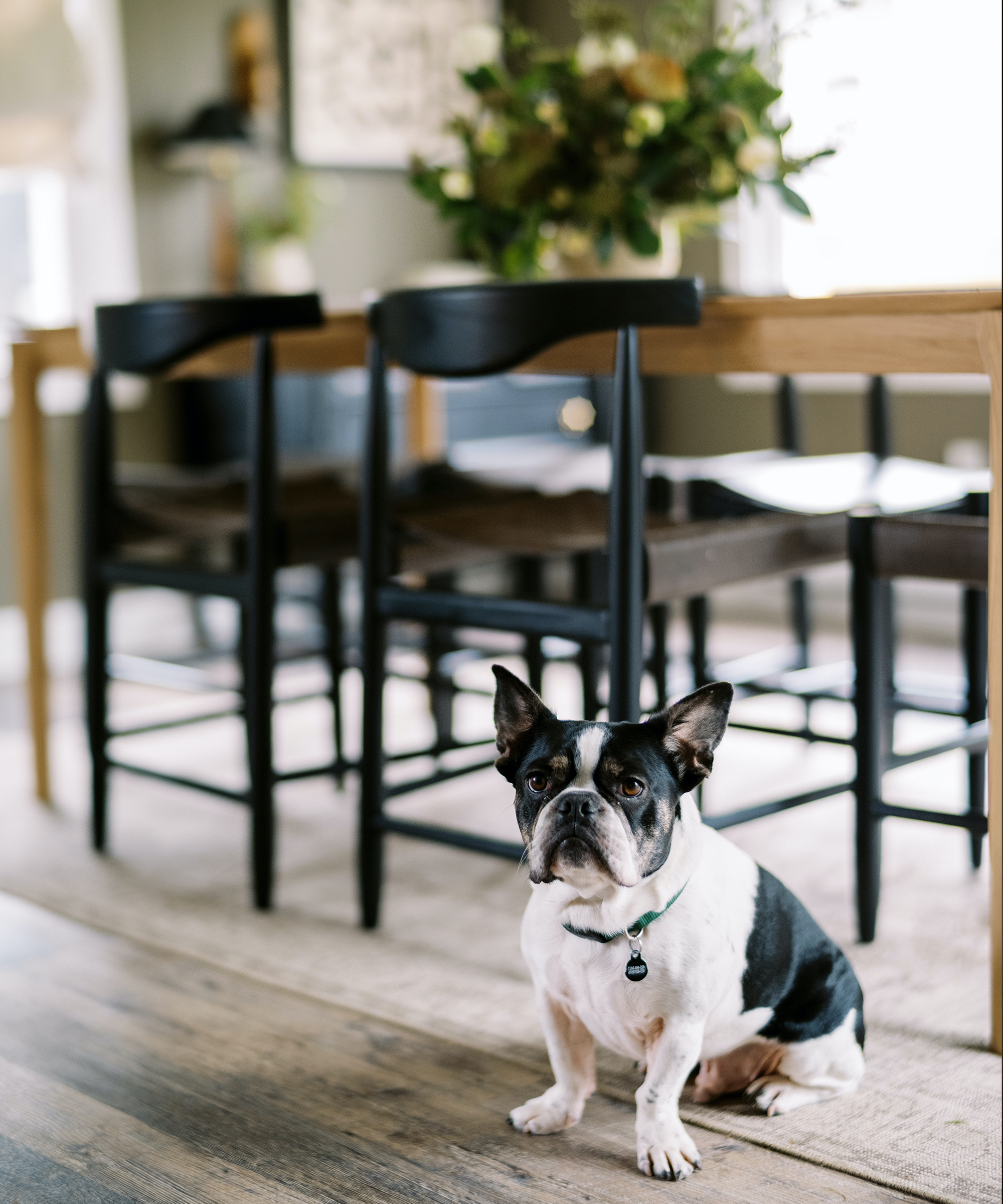 Kennesha Poe-Buycks of Restoration House's french bulldog sitting on the ground of her dining room.