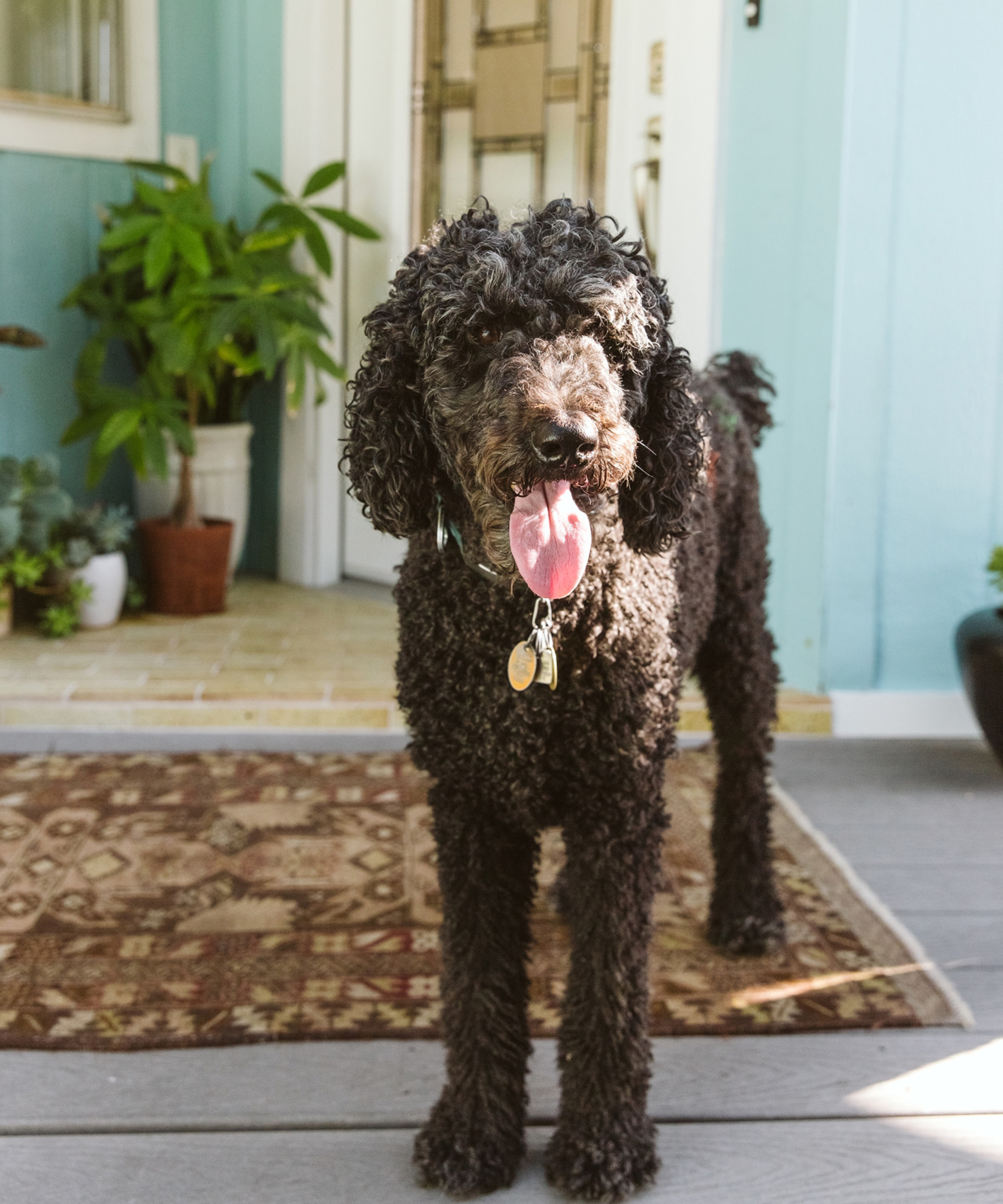 A curly-haired black dog with its pink tongue out stands on a porch rug in front of a blue house, captured in the warm, candid style of marc gabor. Potted plants and a patterned door complete the inviting scene.