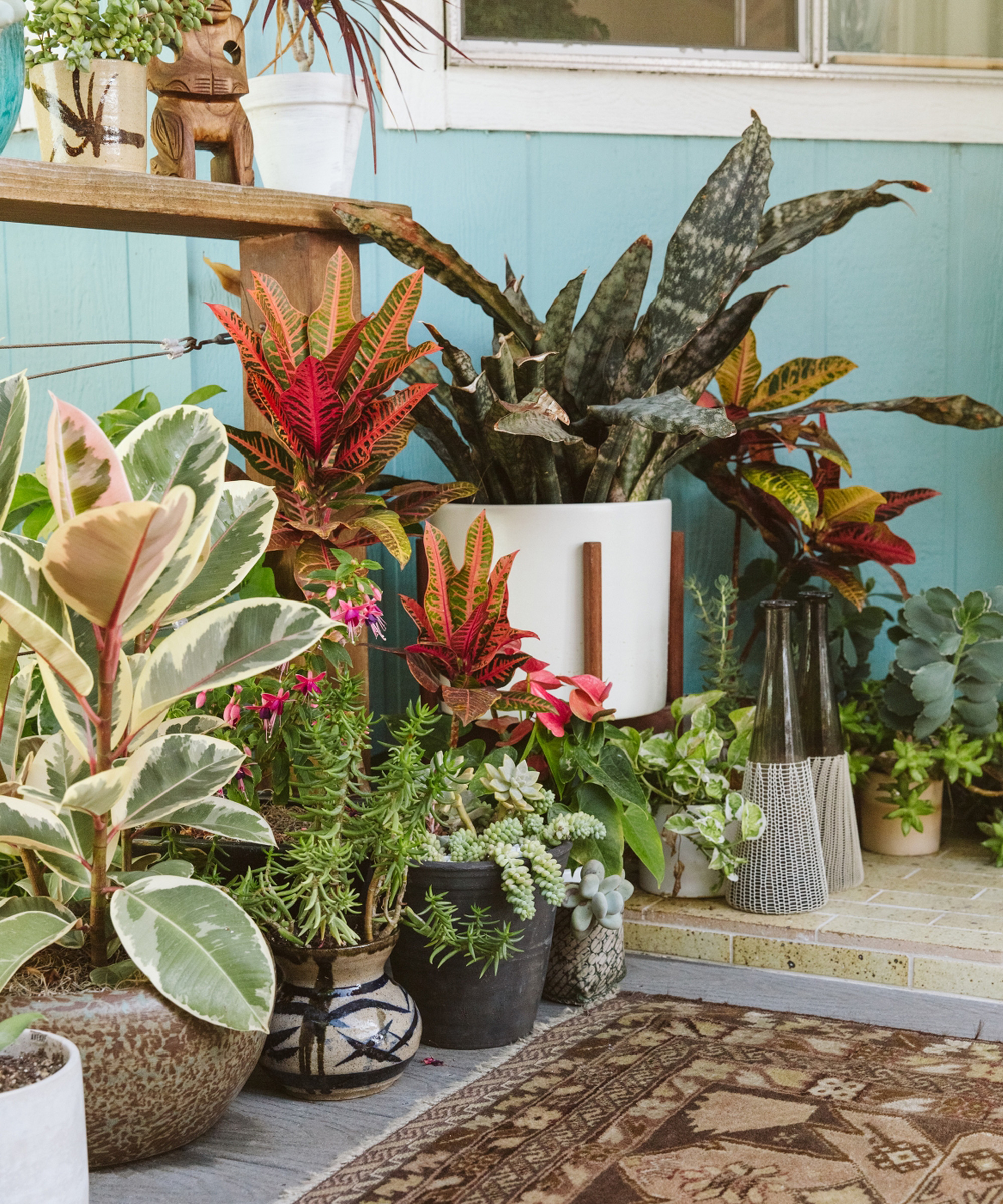 A vibrant indoor arrangement of various potted plants, inspired by the style of Marc Gabor, features colorful crotons, succulents, and snake plants set against a turquoise wall near a window, with a patterned rug partially visible on the floor.