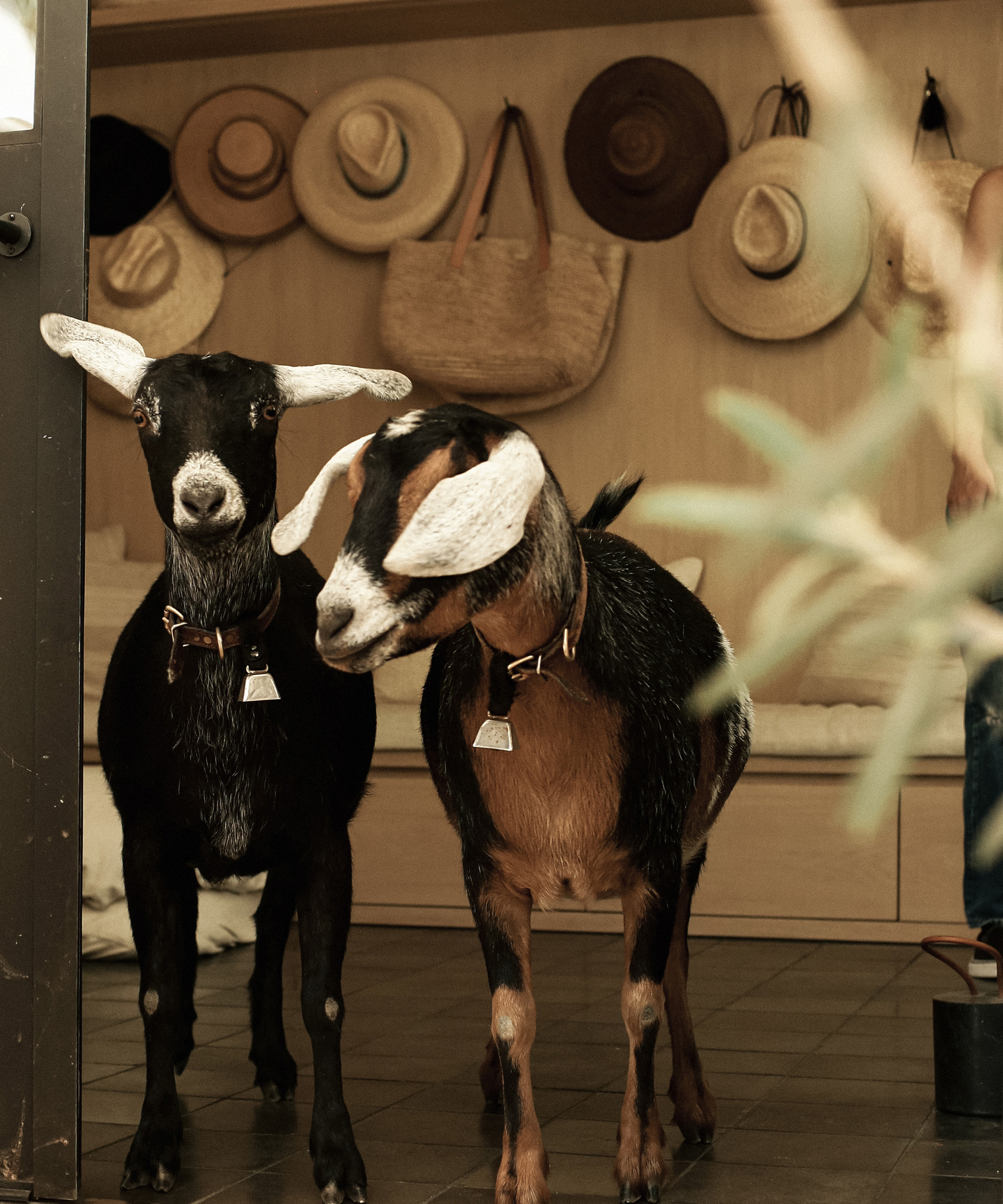 jenni-kayne-goats