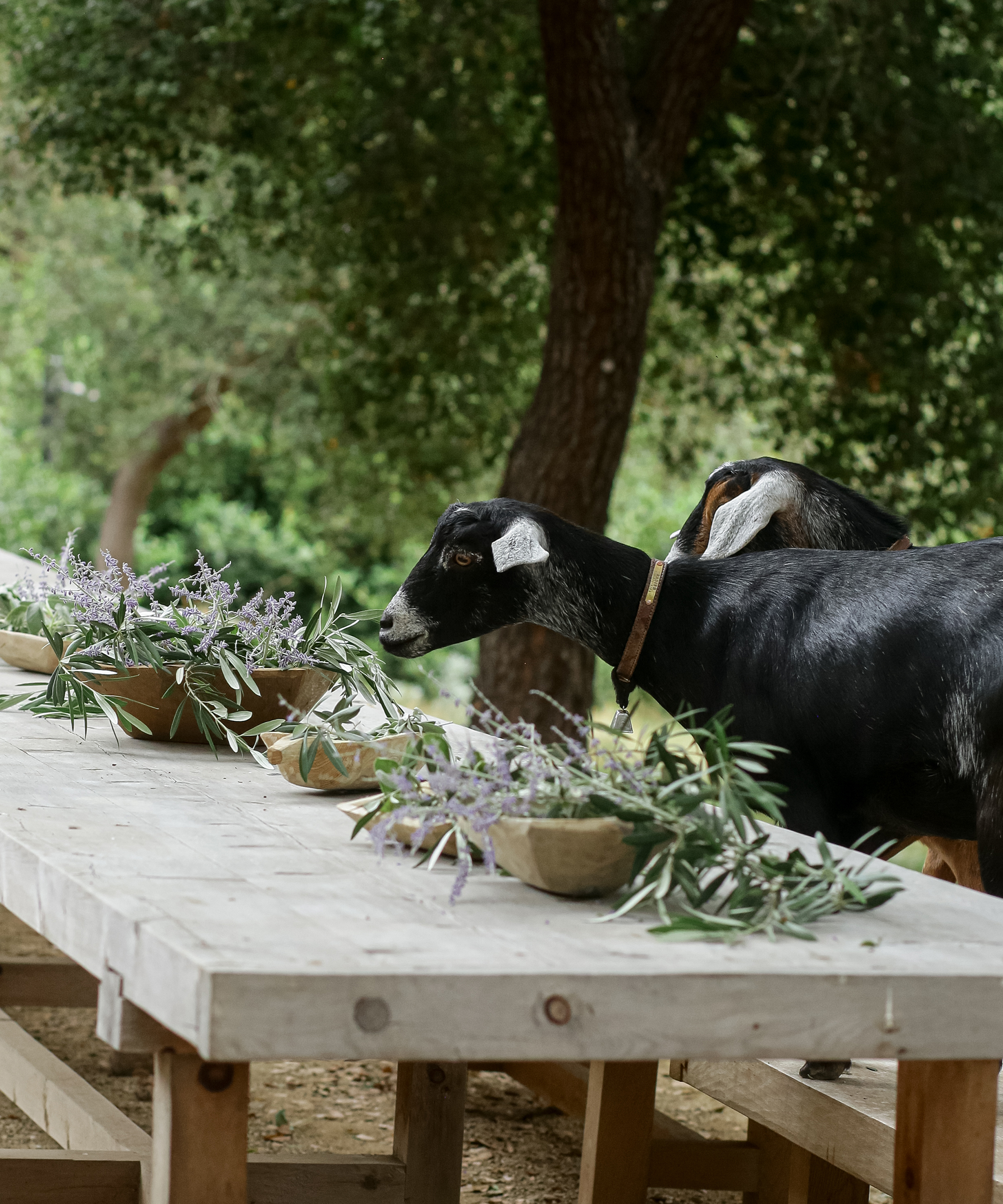 jenni-kayne-goats-christmas
