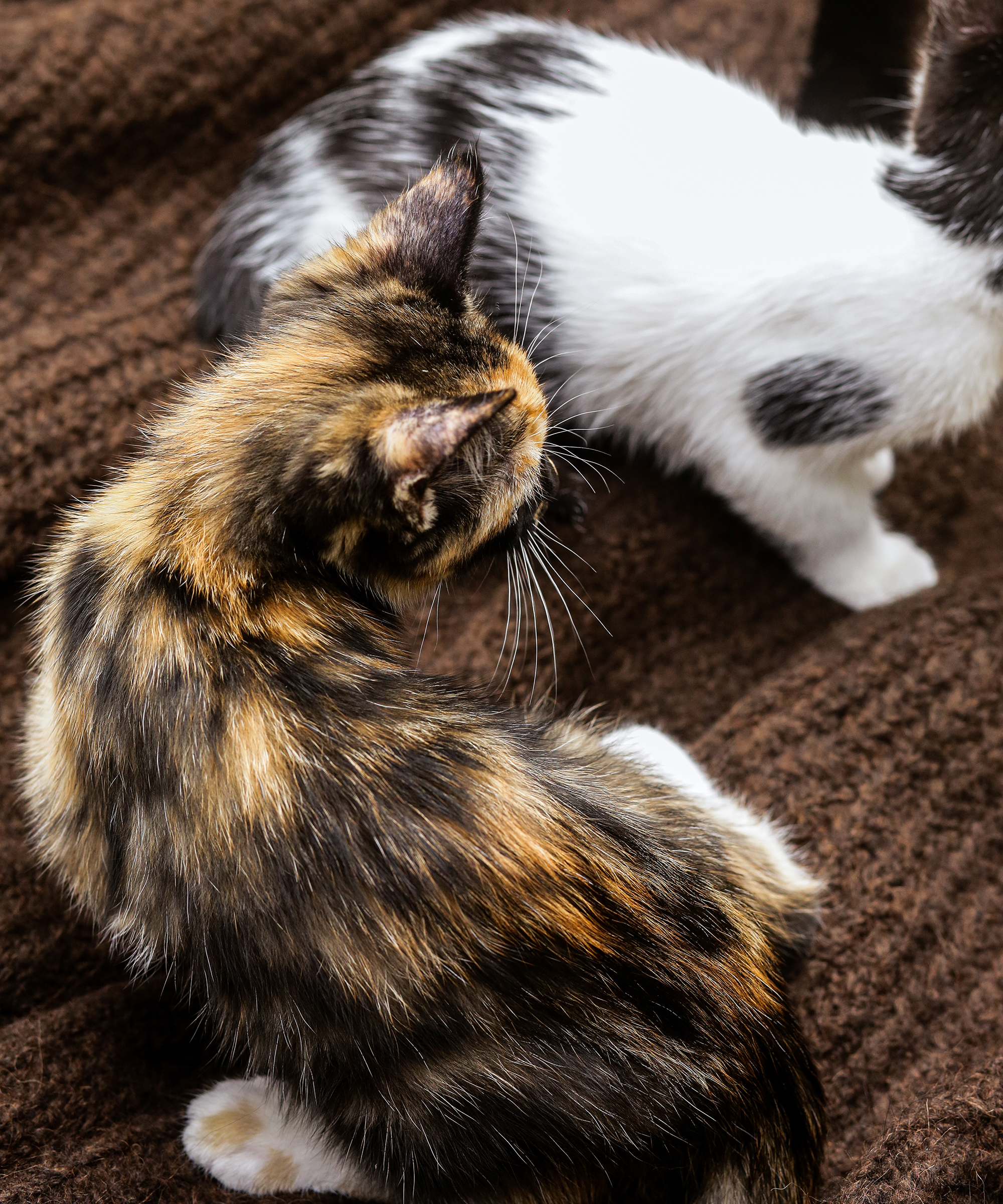 image of jenni kayne in holiday attire