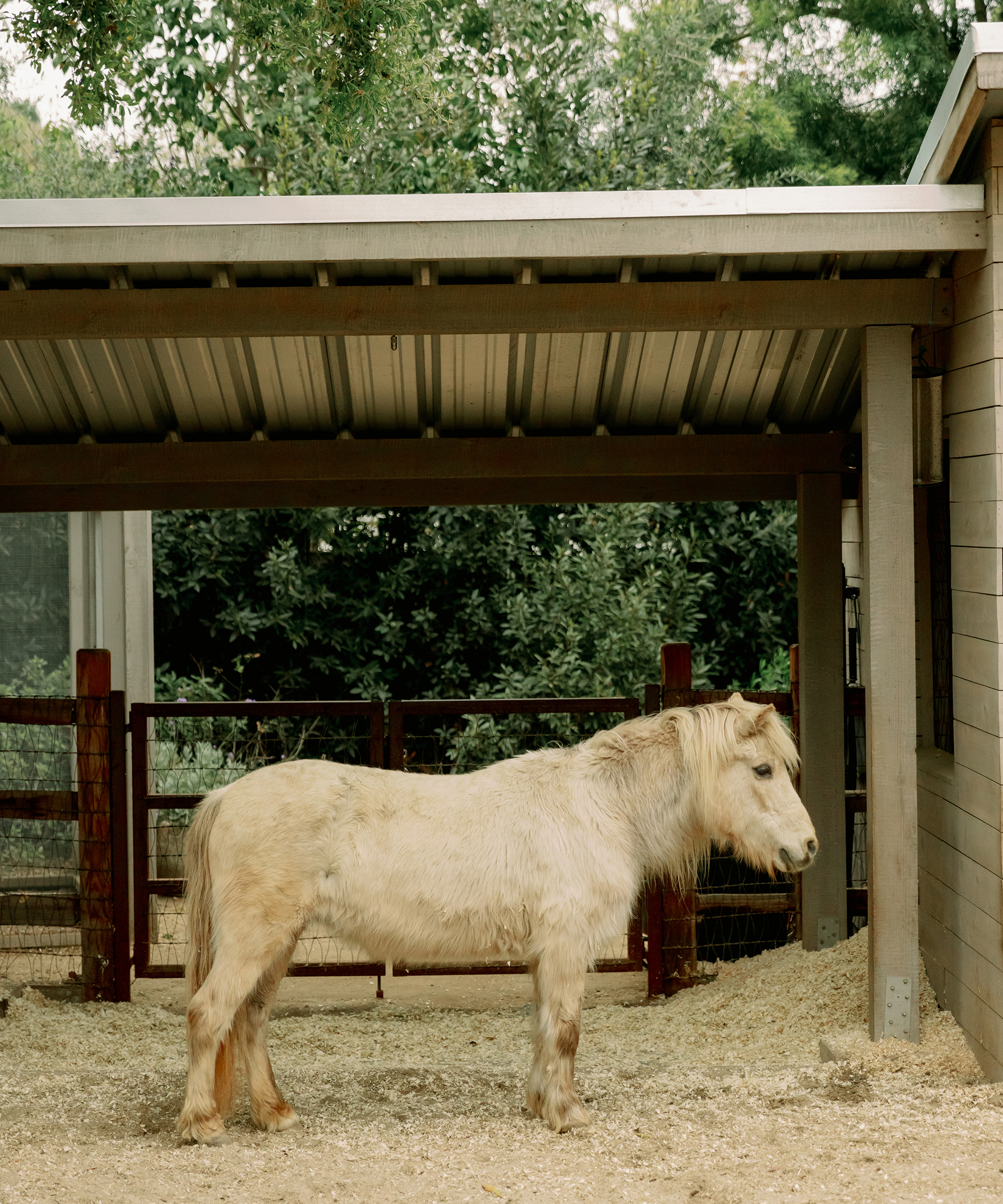 mini tan horse standing in a stable in hay