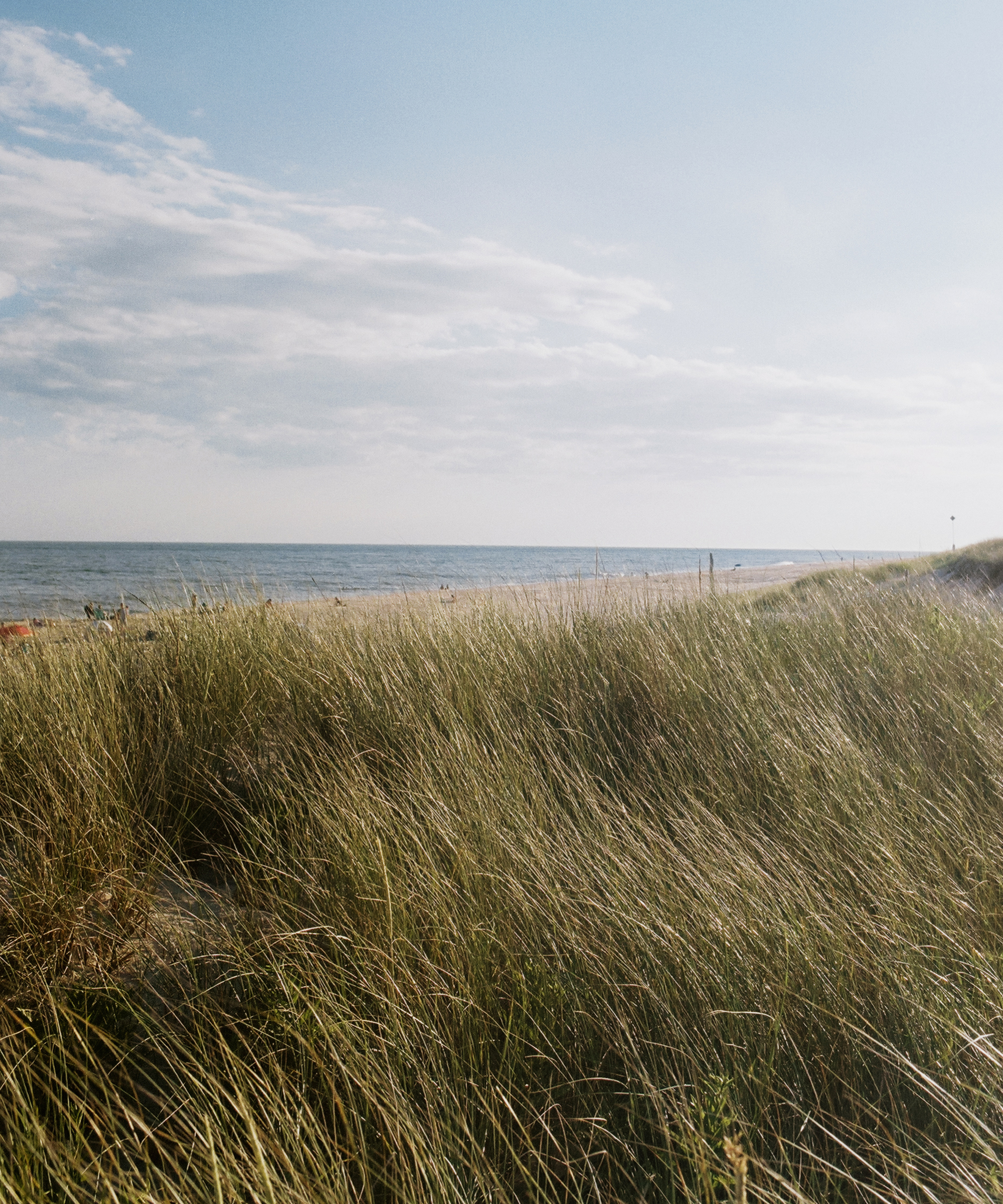 ask-an-herbalist-hamptons-beach-leaves