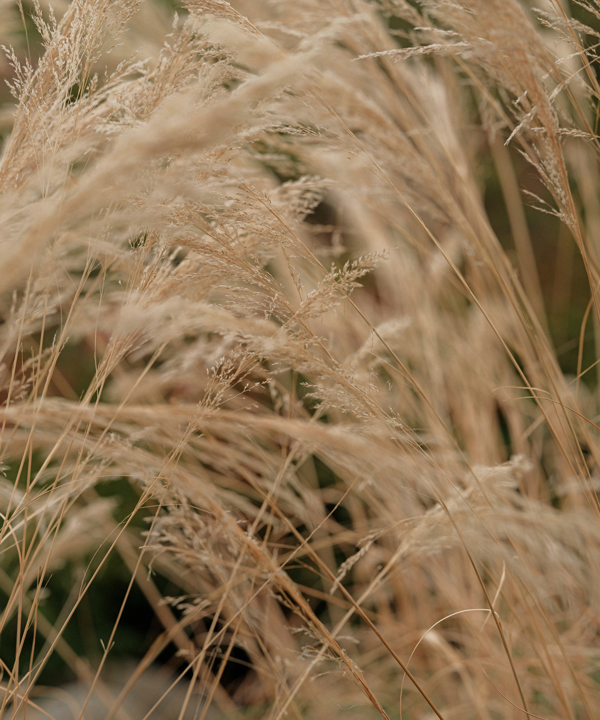 ask-an-herbalist-tan-wheat
