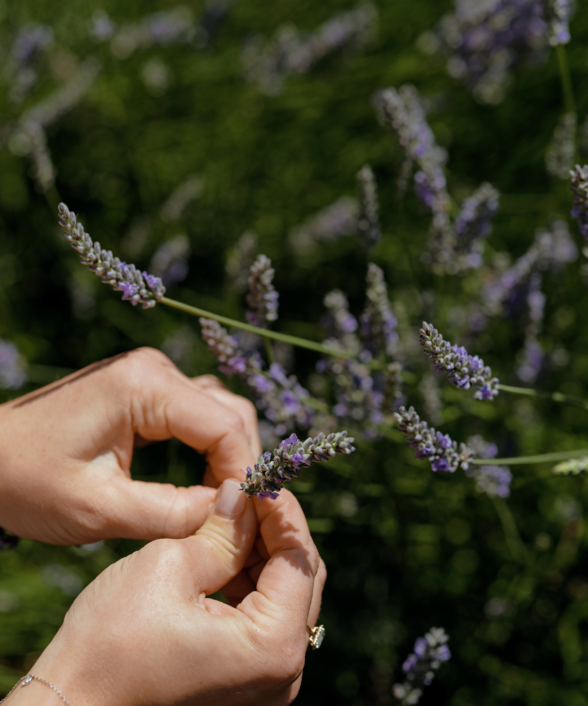 cucina-melissa-summer-cake-cocktails-lavendar-picking