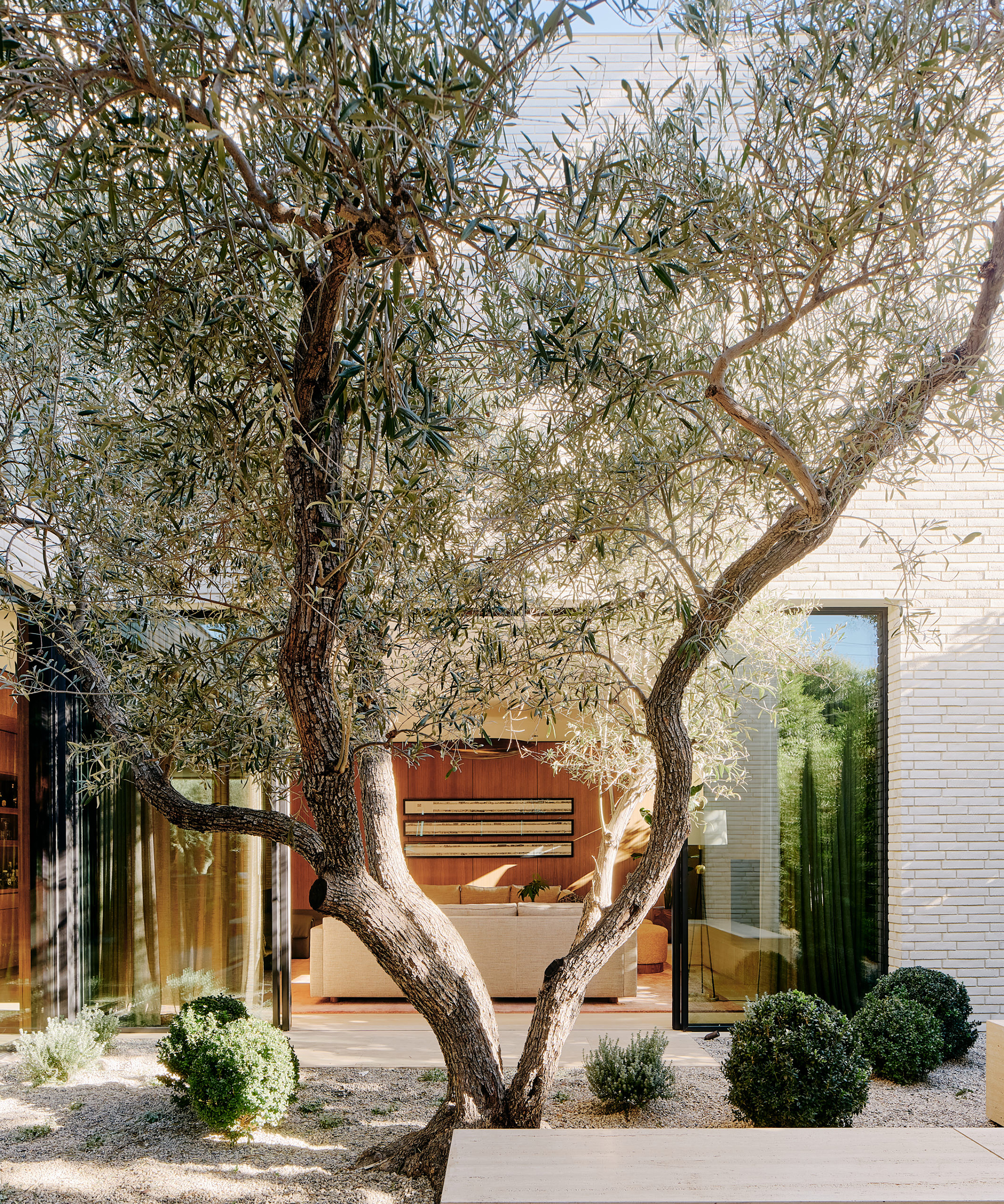 woods-dangaran-home-tour-outdoor-living-olive-tree