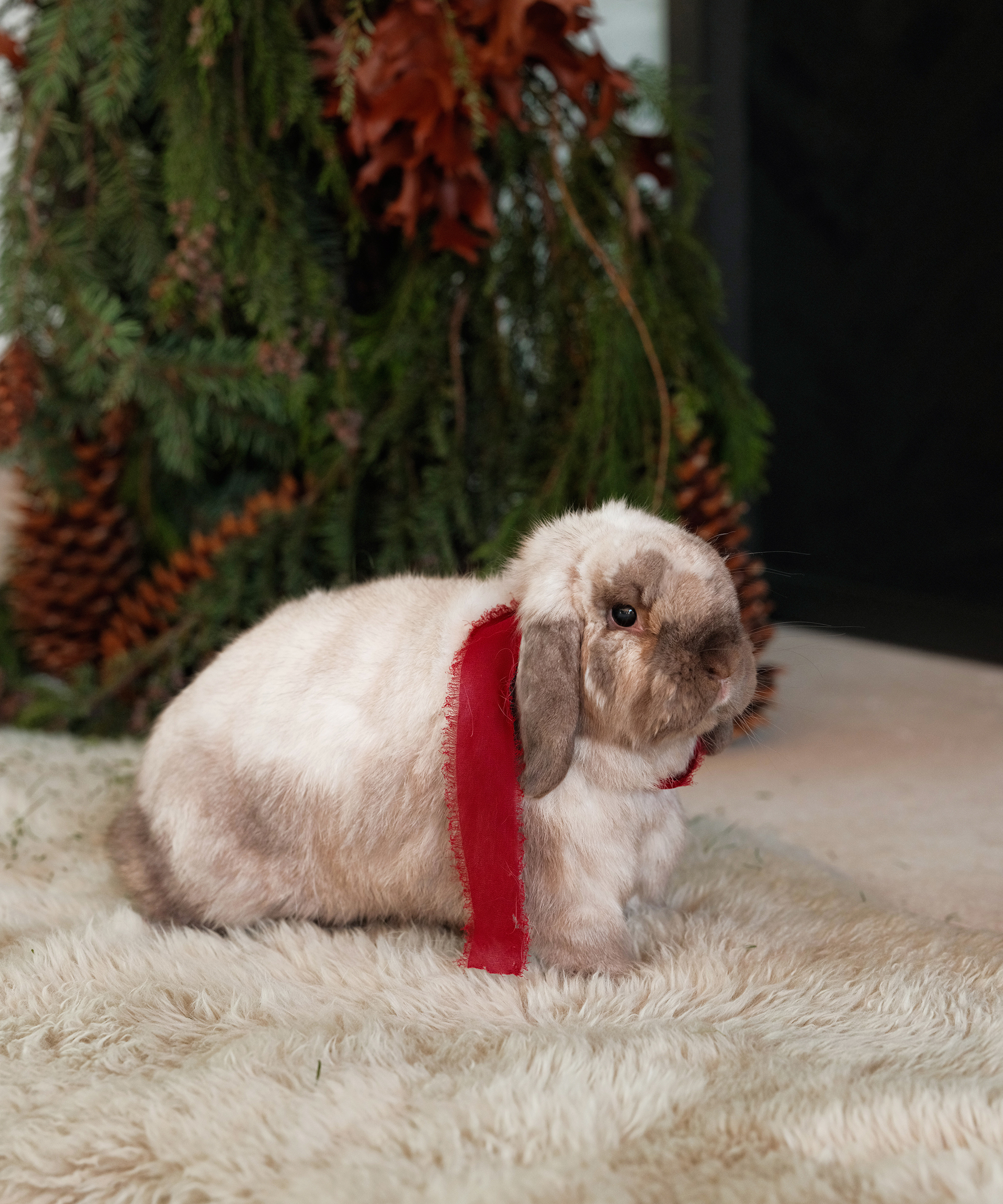 a white bunny with a red ribbon sitting on a sheepskin rug