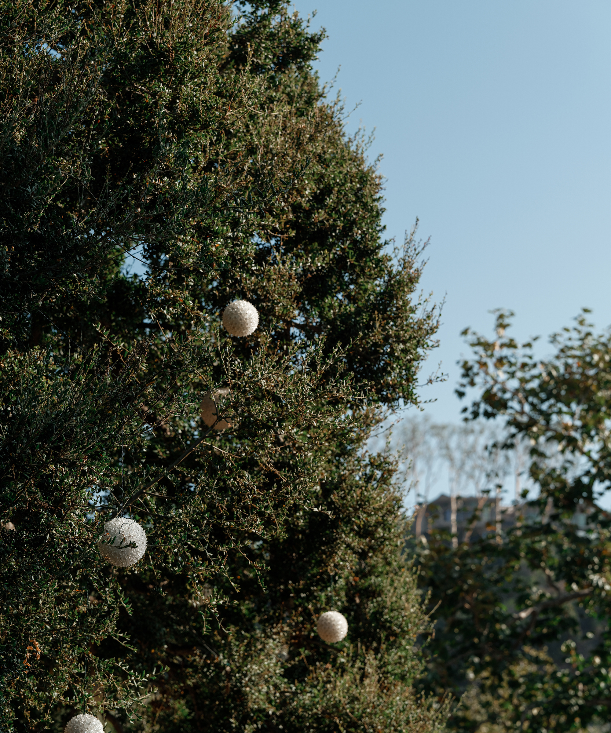 a green outdoor tree with white christmas ornament lights hanging on the branches