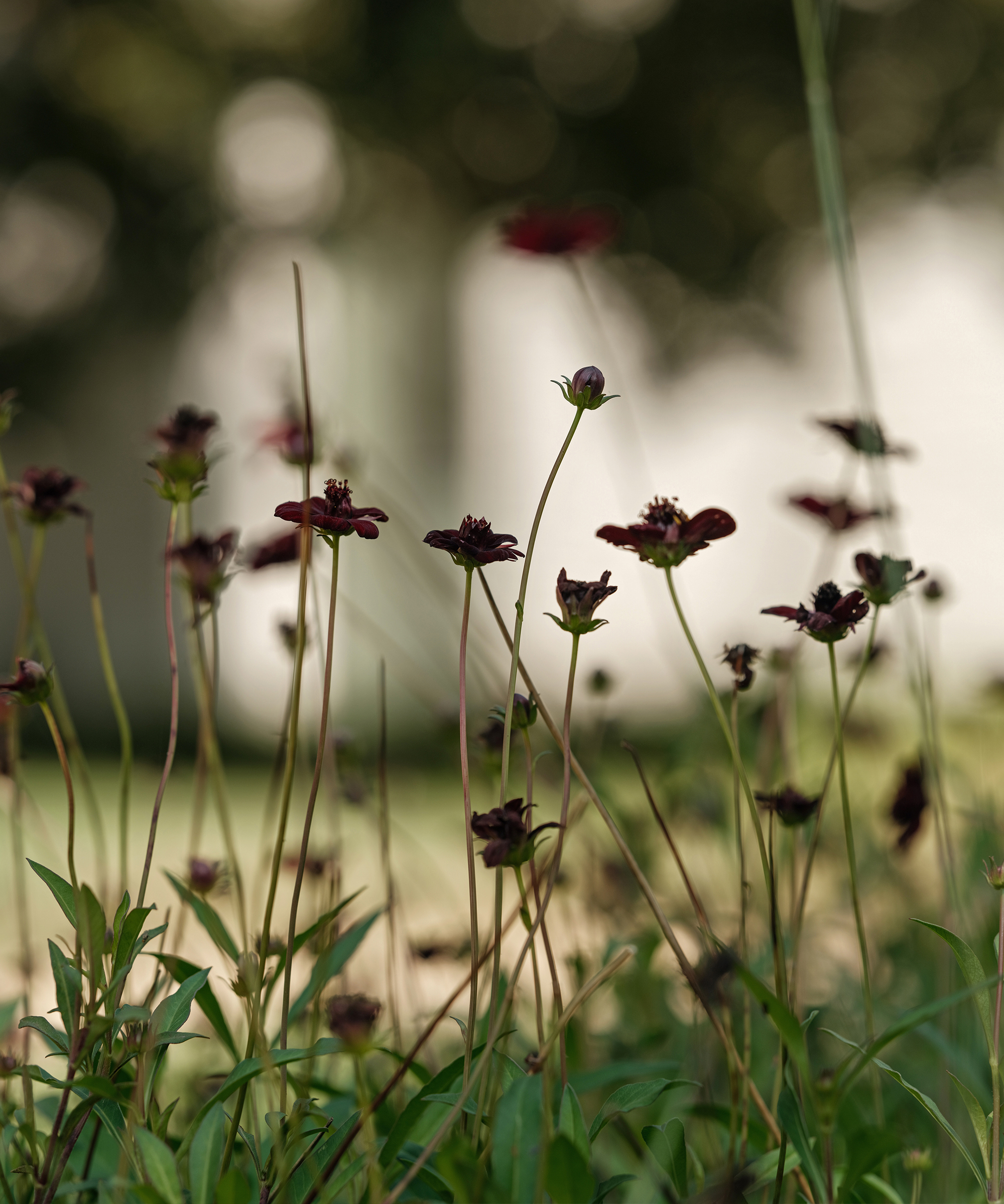 moon-canyon-root-medicine-maroon-flowers