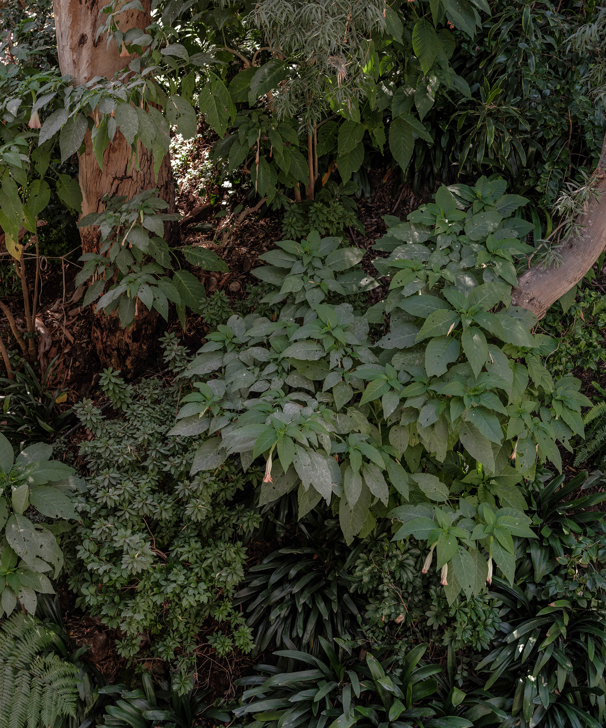 moon-canyon-root-medicine-tree-leaves