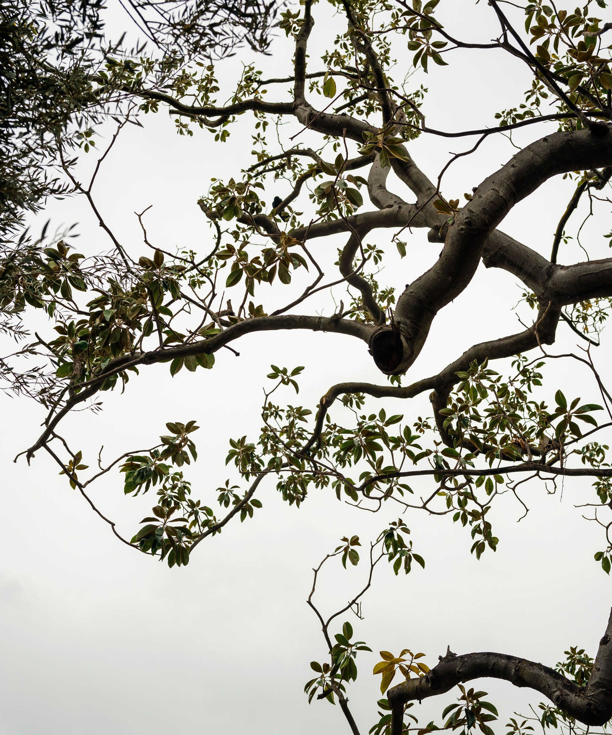 moon-canyon-root-medicine-tree-limbs-cloudy-day