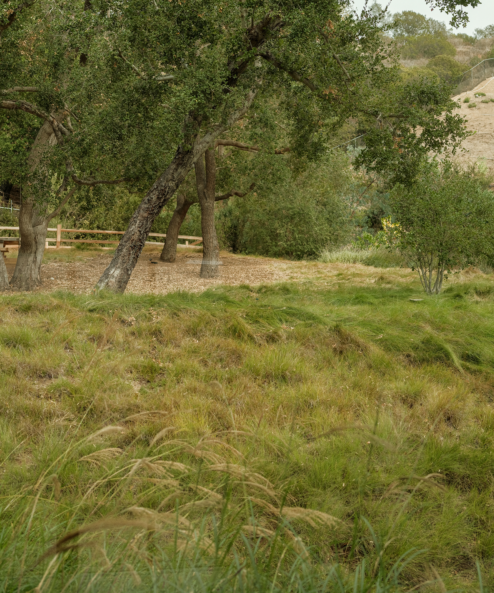 moon-canyone-root-medicine-hill-yard