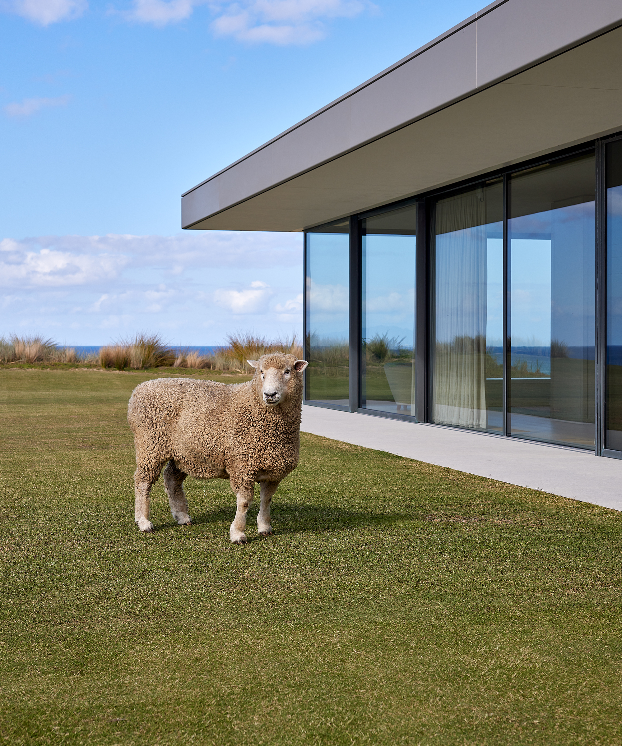 jk-new-zealand-home-tour-outdoor-area-sheep