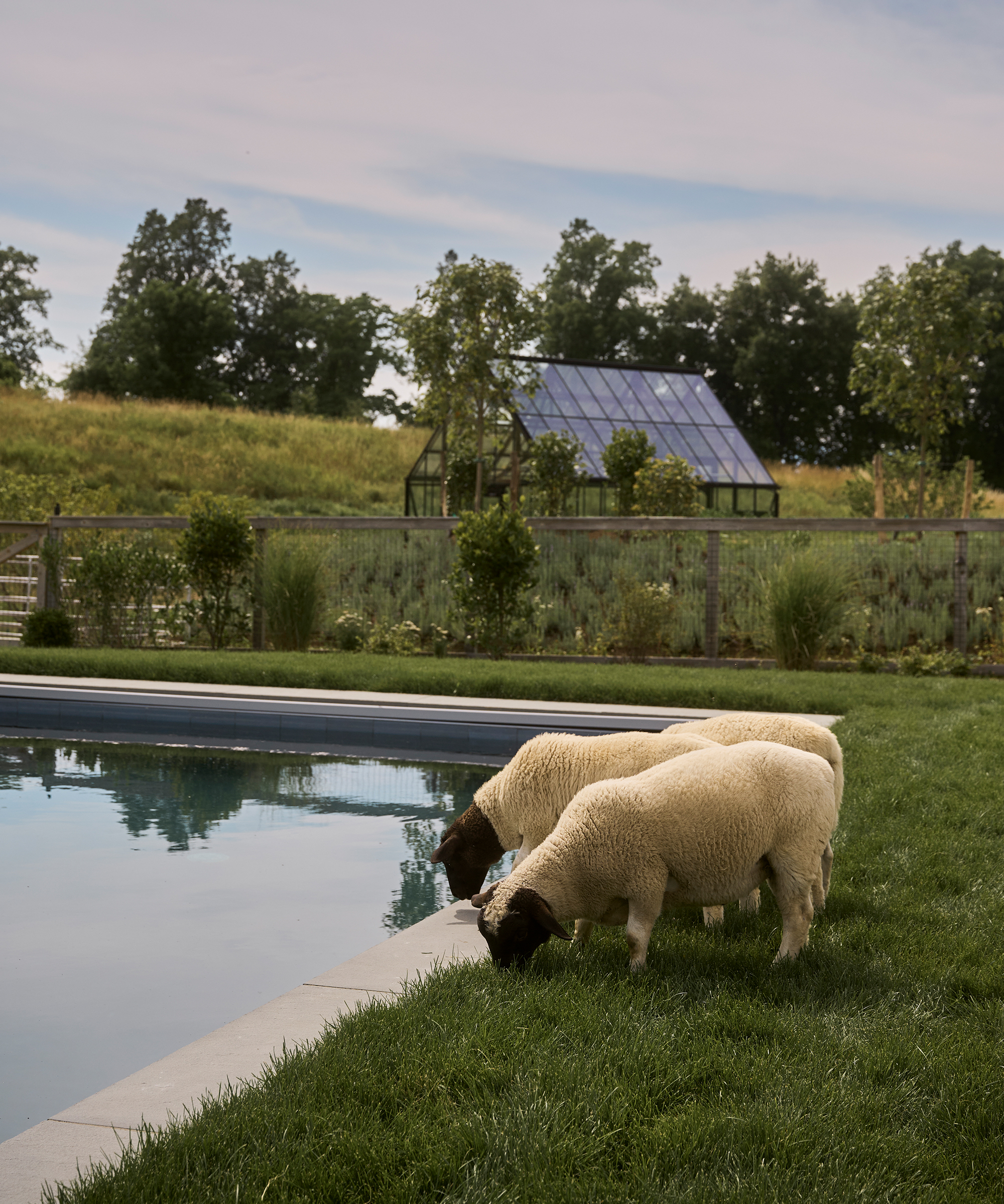 jenni-kayne-farmhouse-backyard-reveal-sheeps-pool-greenhouse