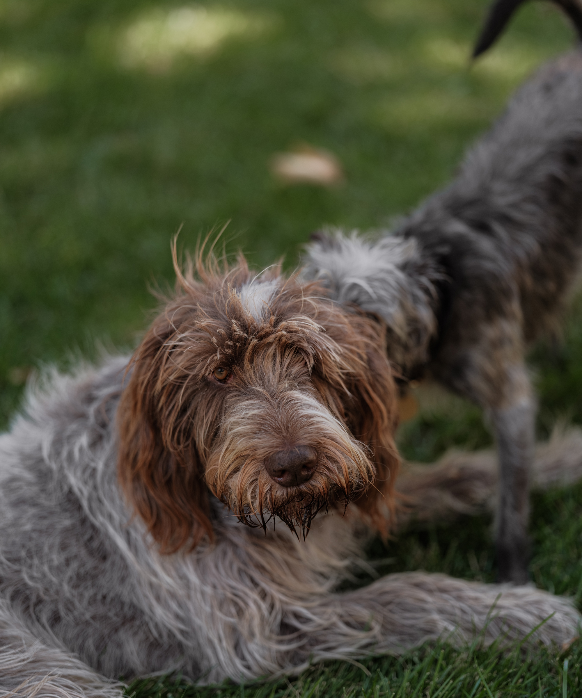 jennis-picks-october-style-dogs