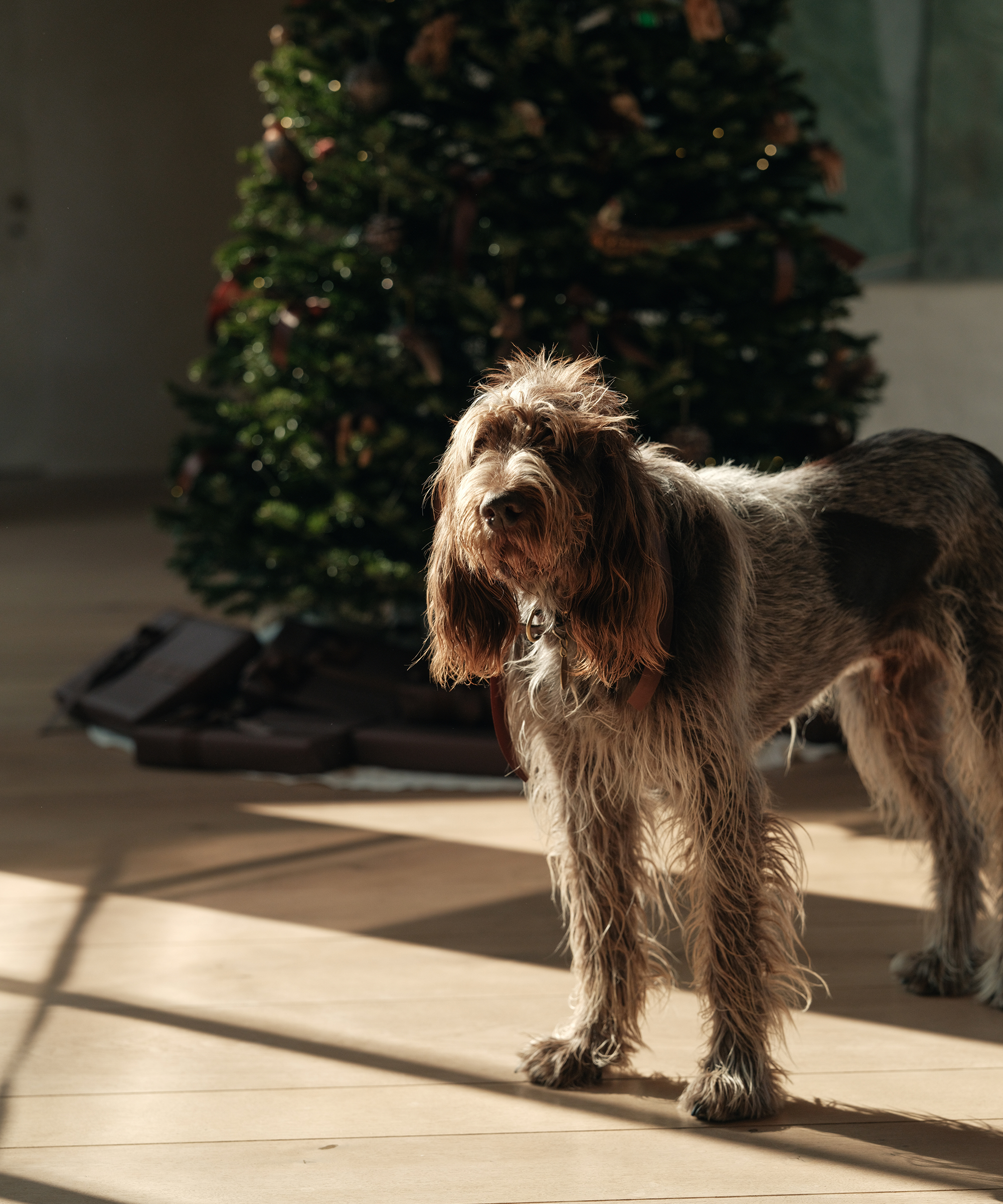 a brown and white dog standing in a hallway in front of a christmas tree