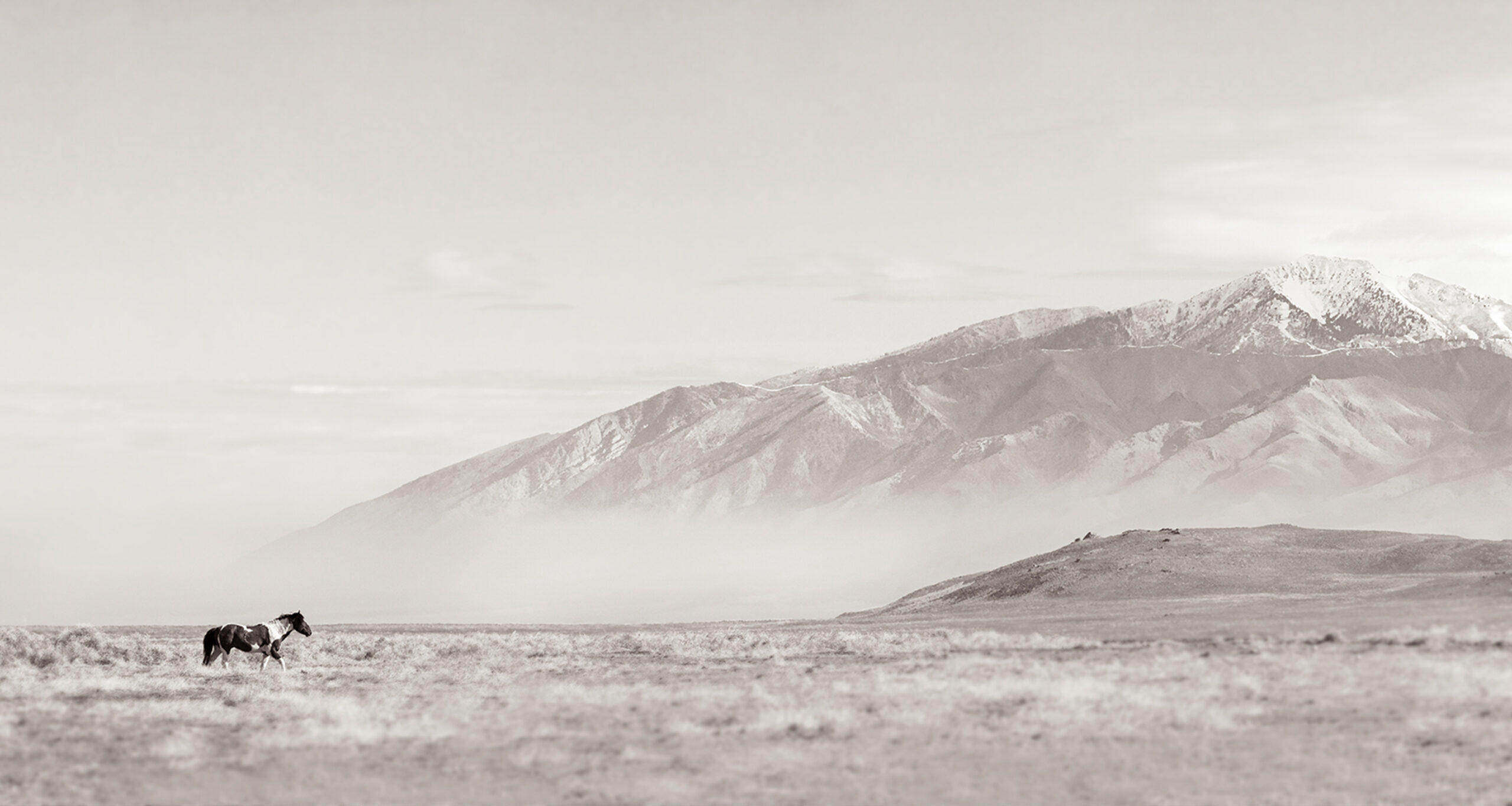 kimerlee-curyl-horse-conservation