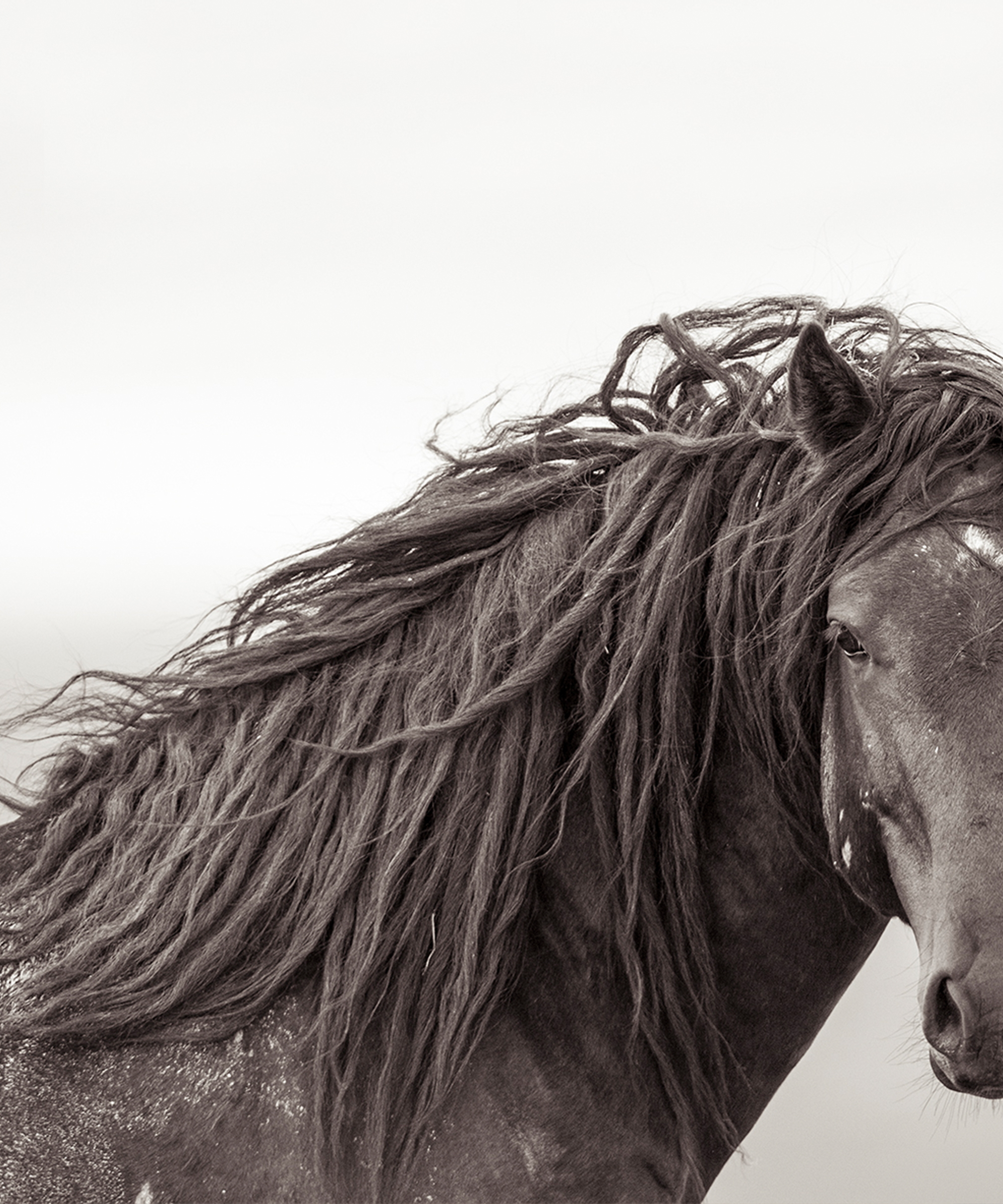 a black and white photograph of a horse with wild mane hair