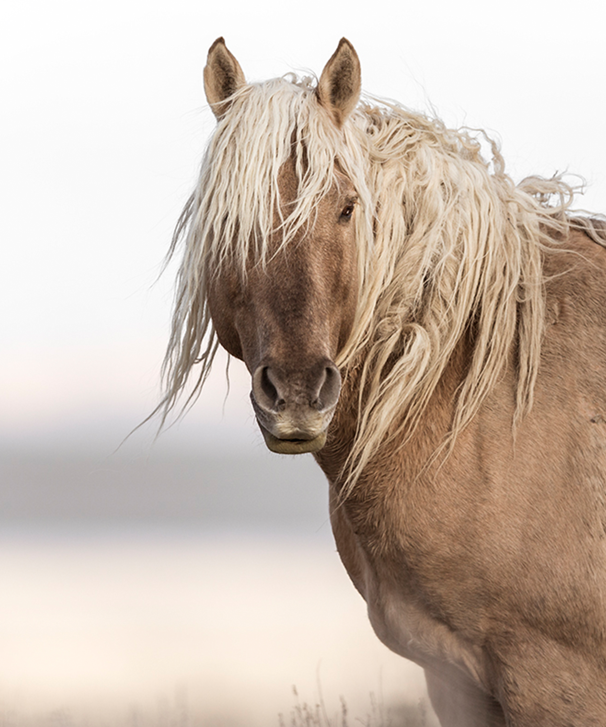a horse with a blonde mane and a brown body