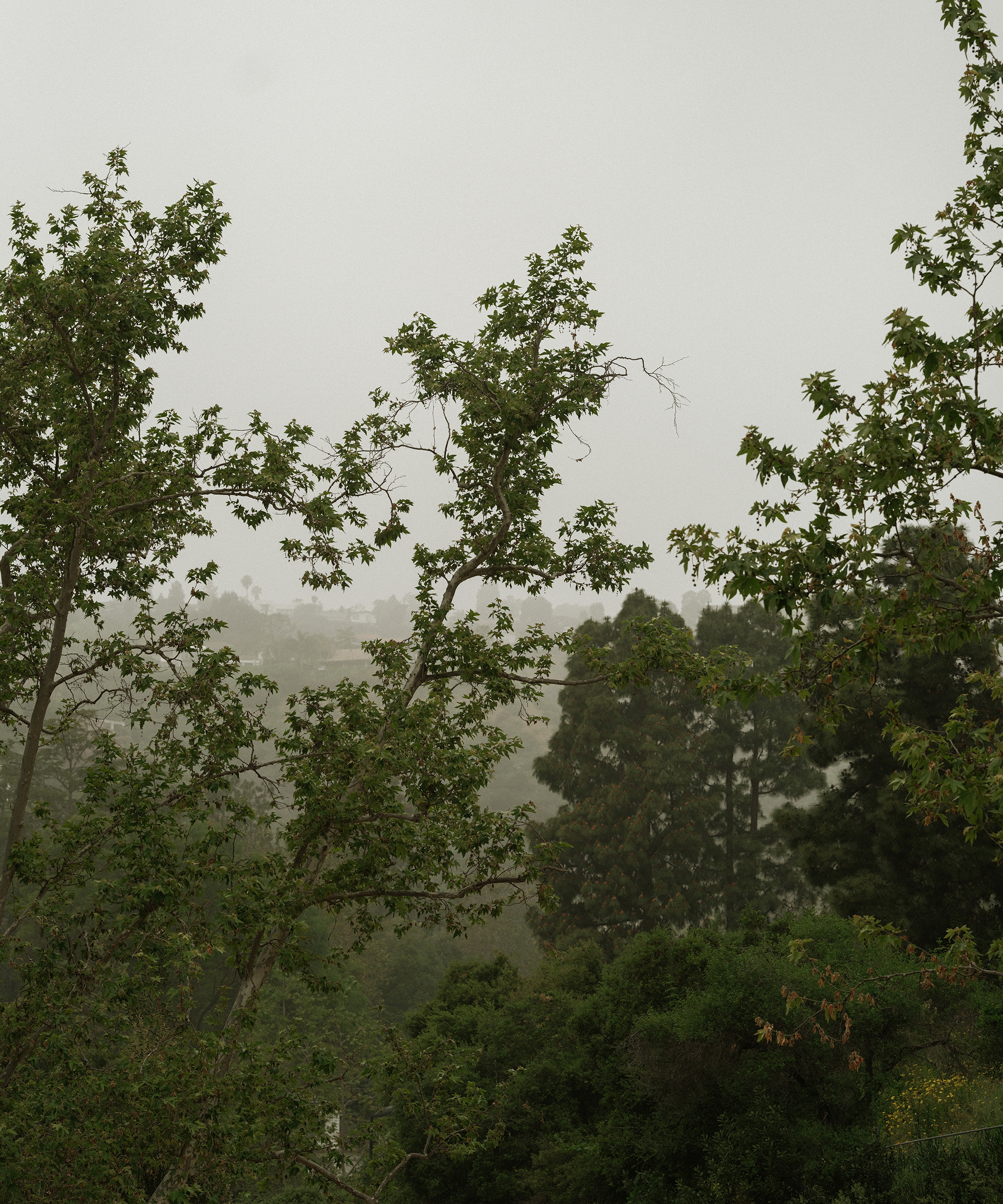 kasey-crown-trauma-healing-foggy-morning-trees