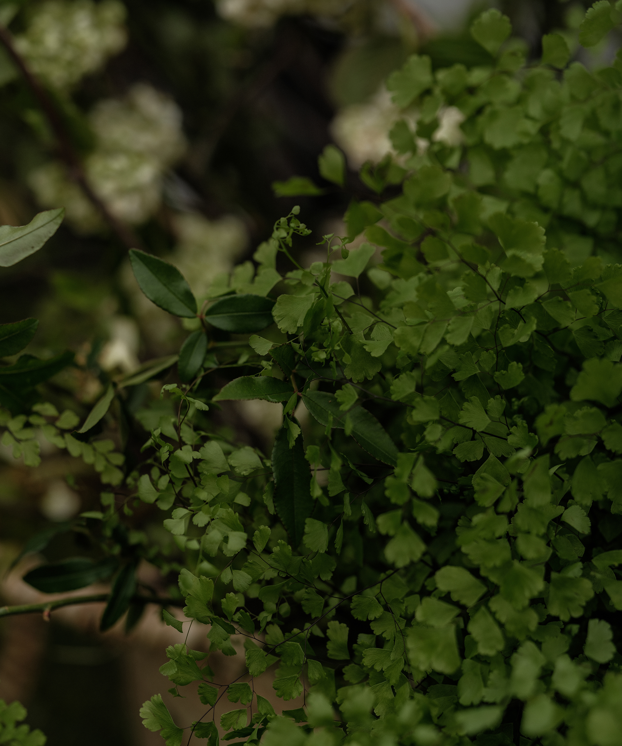 kasey-crown-trauma-healing-green-leafs