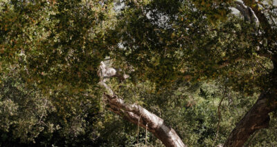 A large tree with a thick, gnarled trunk and dense green foliage stands as a symbol of trauma healing, its branches stretching wide against a forest backdrop while sunlight gently filters through the leaves.