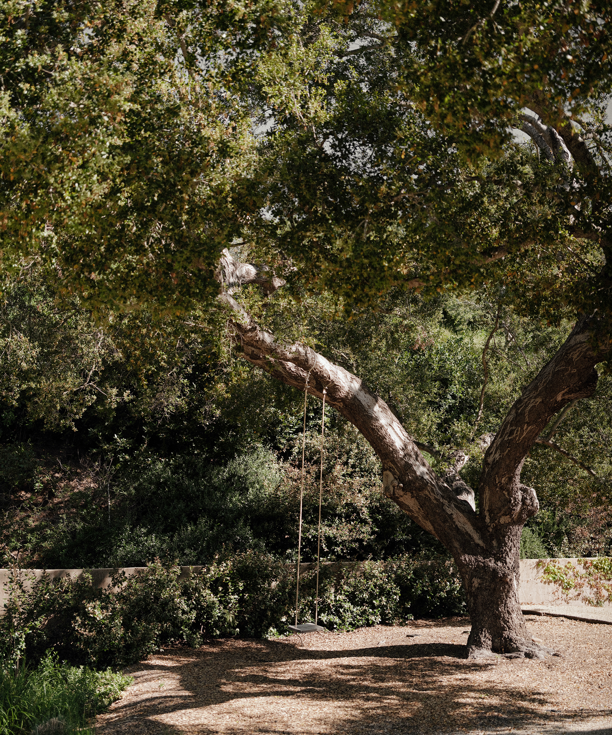 kasey-crown-trauma-healing-tree-with-swing