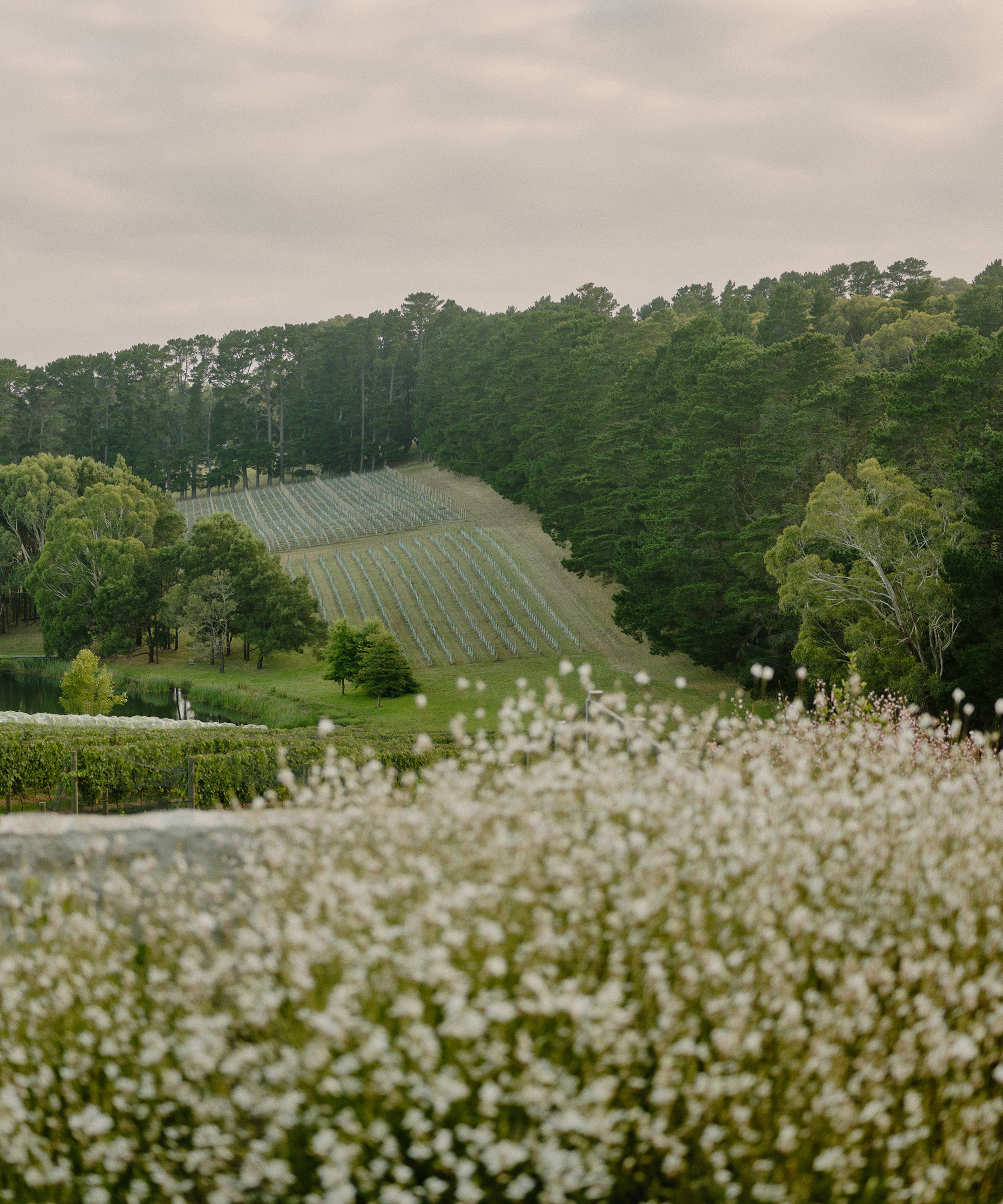 pasquale-cook-home-tour-vineyard-photo