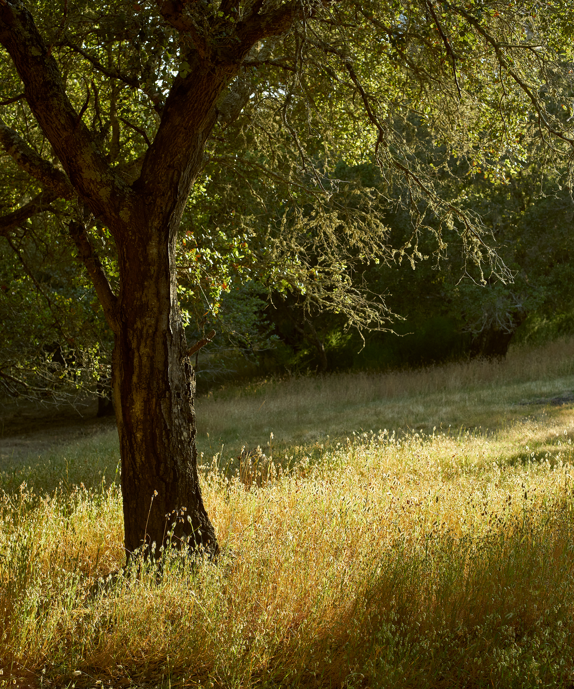 studio-dorian-home-tour-outdoor-tree