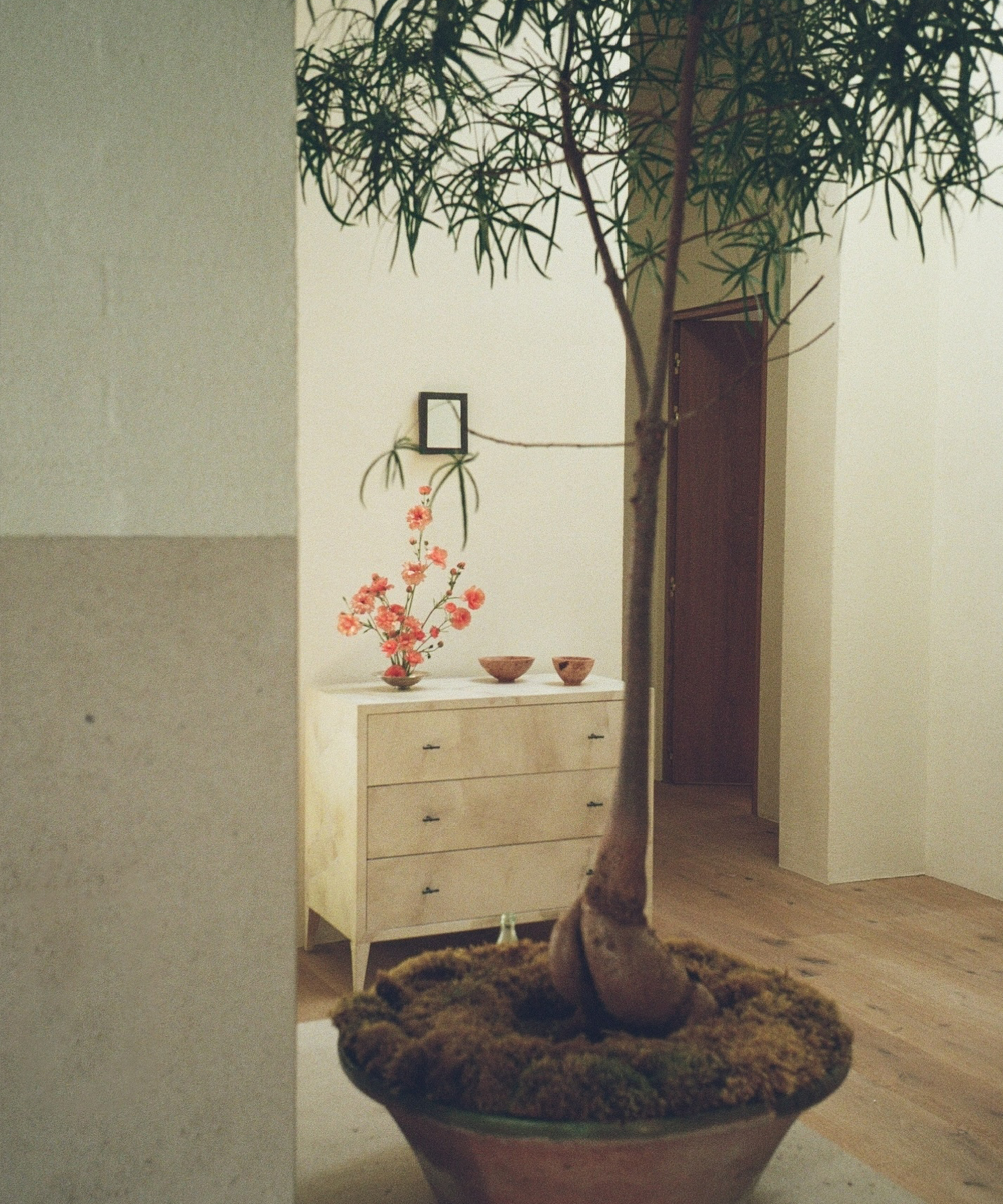 A large indoor potted tree stands in the foreground of a room with a light-colored dresser, two bowls, a vase with red flowers, and a small framed picture on the wall in the background.