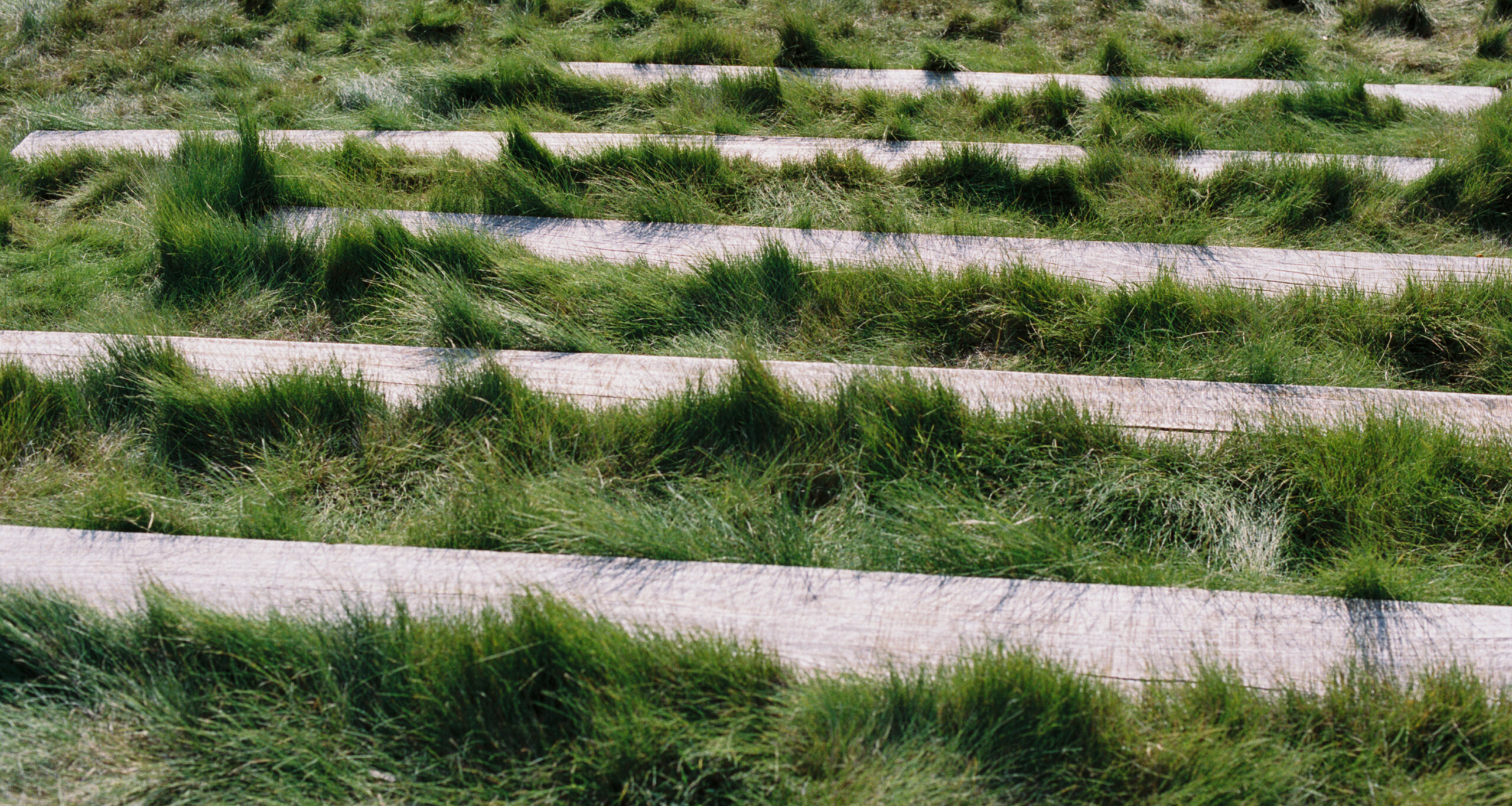 orca-living-grass-steps